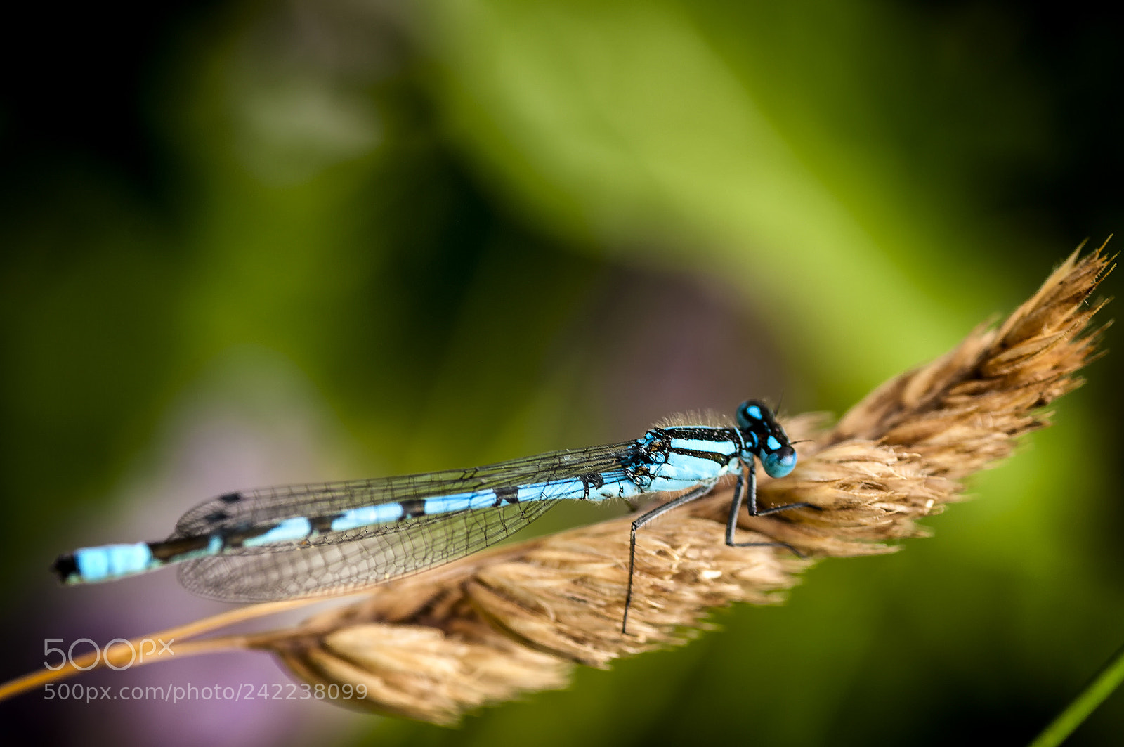 Nikon D300S sample photo. Dragonfly photography
