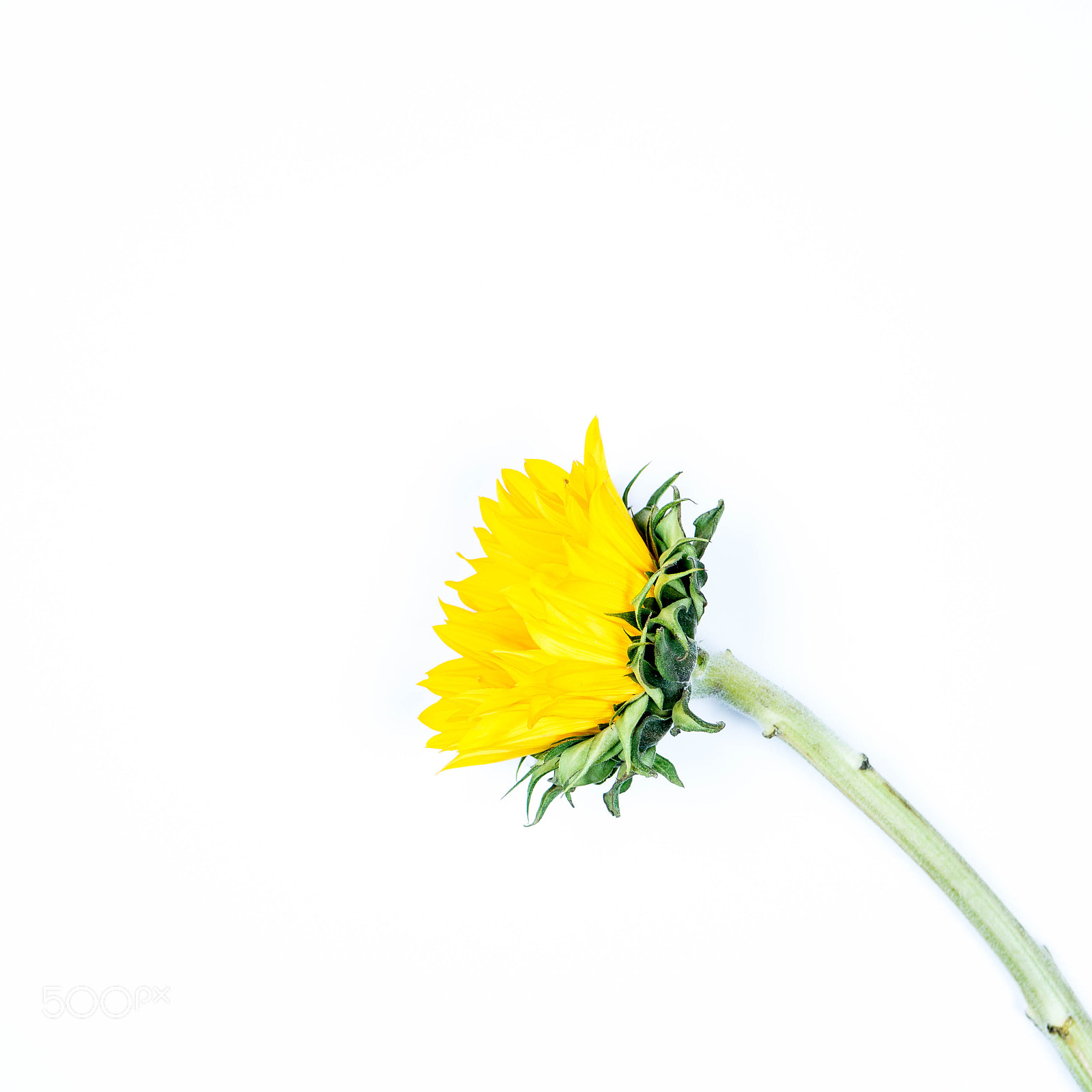 Sony a7R sample photo. Sunflower photography