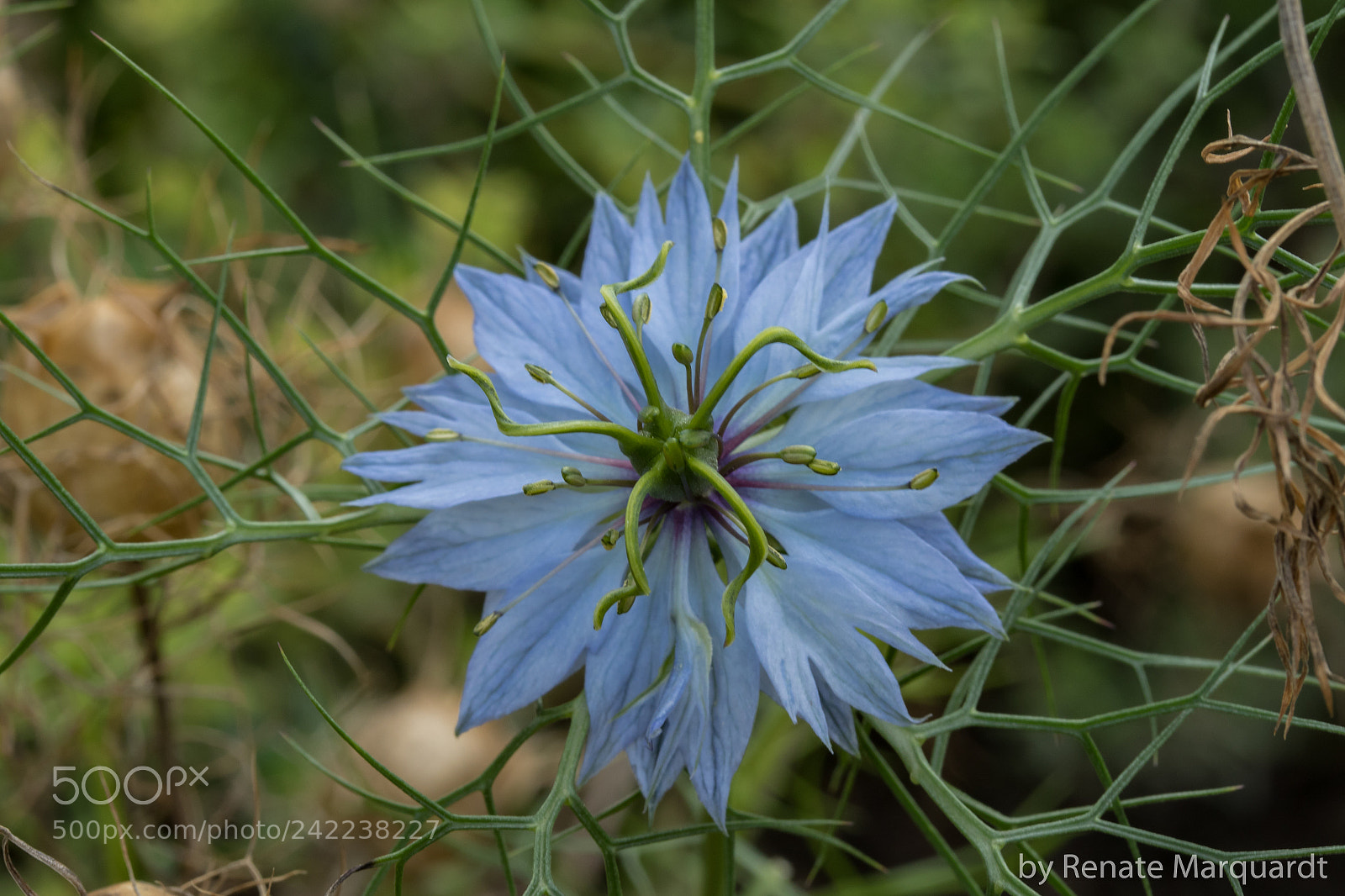Canon EOS 7D Mark II sample photo. Bl ten vom echten photography