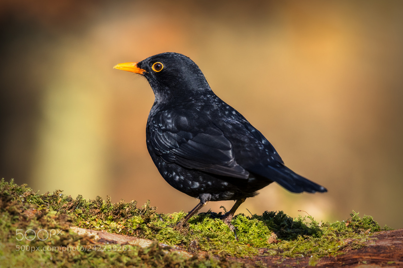 Nikon D500 sample photo. Blackbird photography