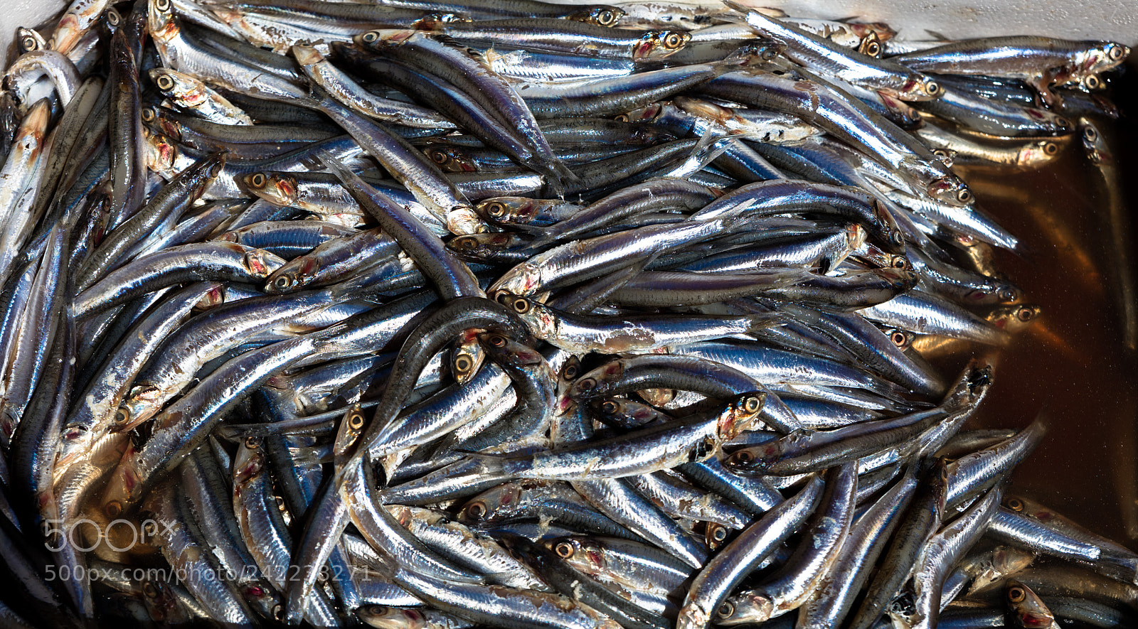Canon EOS 5DS R sample photo. Mediterranean fish exposed photography