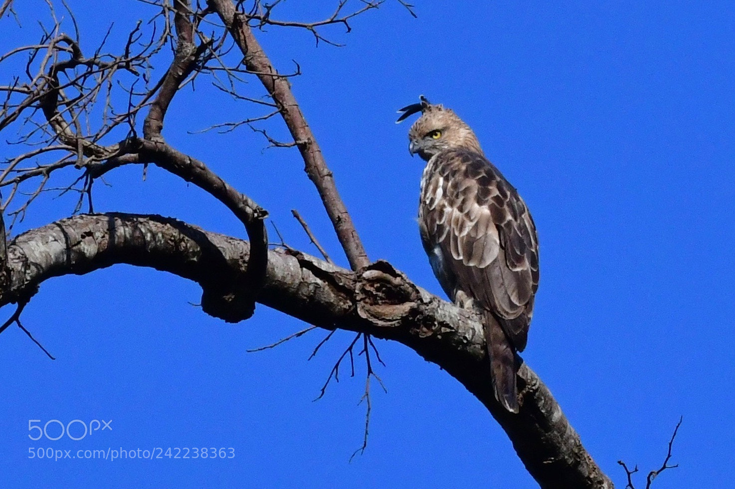 Nikon D500 sample photo. This is crested hawk photography