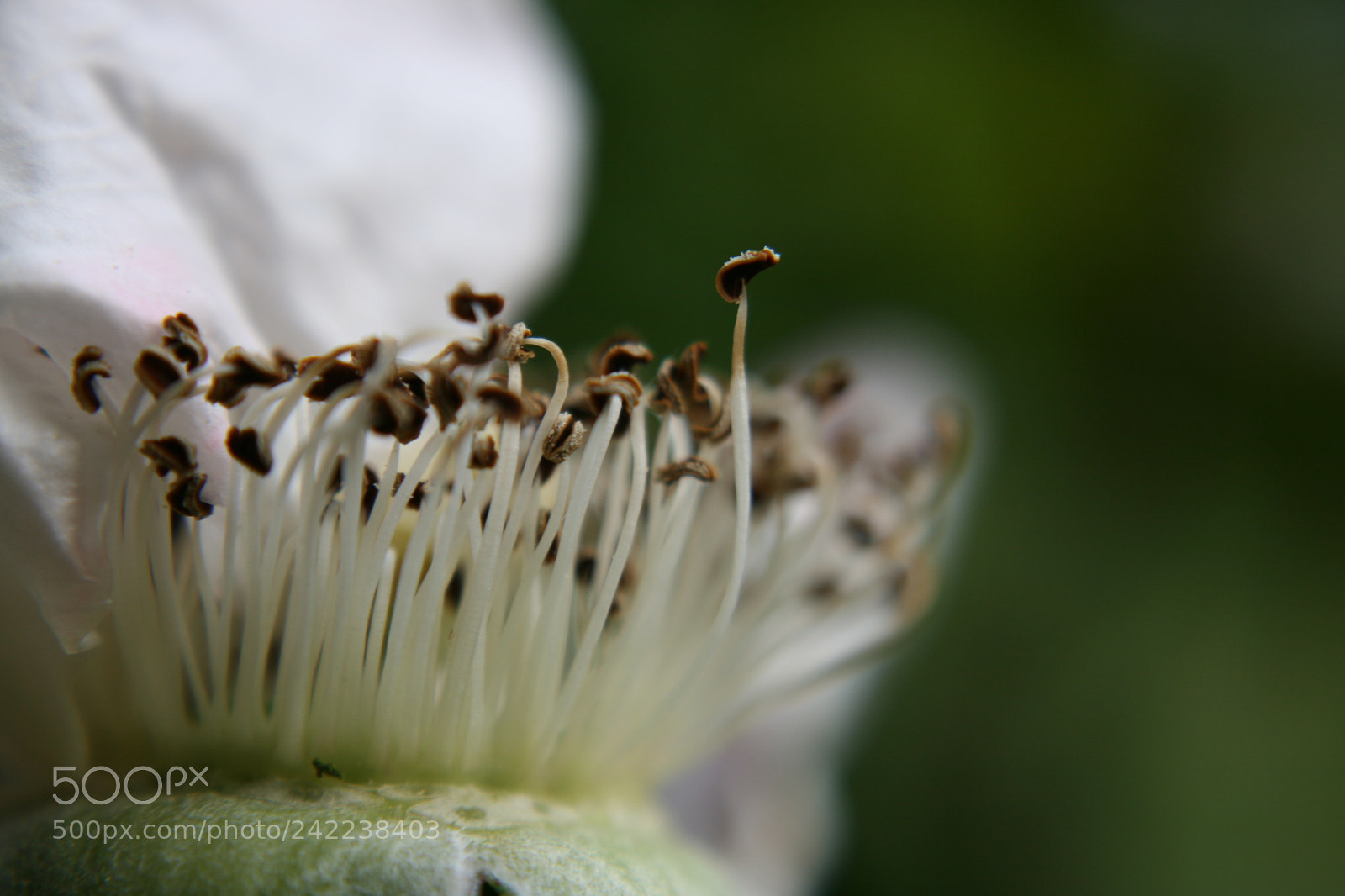Canon EF-S 18-55mm F3.5-5.6 II sample photo. Evanescenece of life and photography