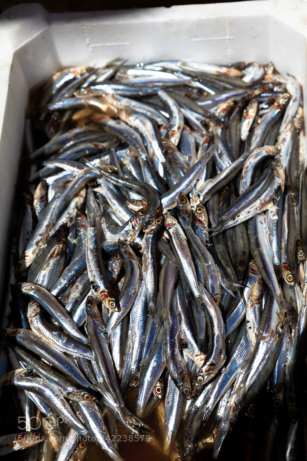 Canon EOS 5DS R sample photo. Mediterranean fish exposed photography