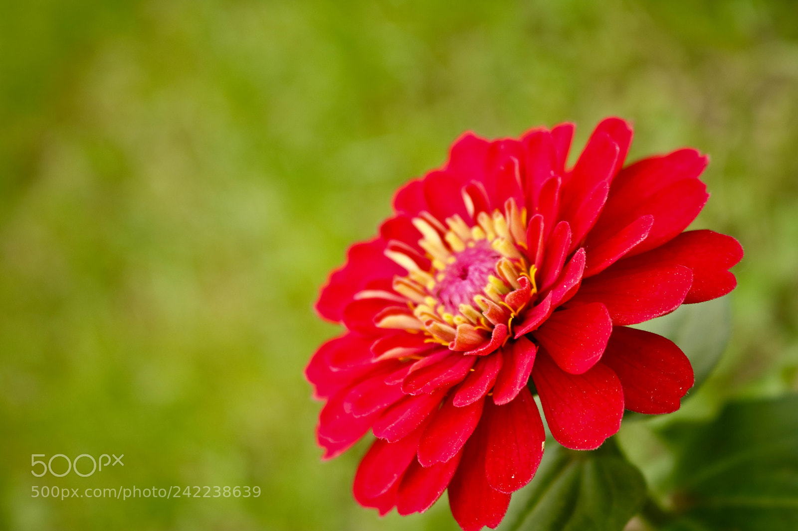 Canon EOS 750D (EOS Rebel T6i / EOS Kiss X8i) sample photo. Untitled photography