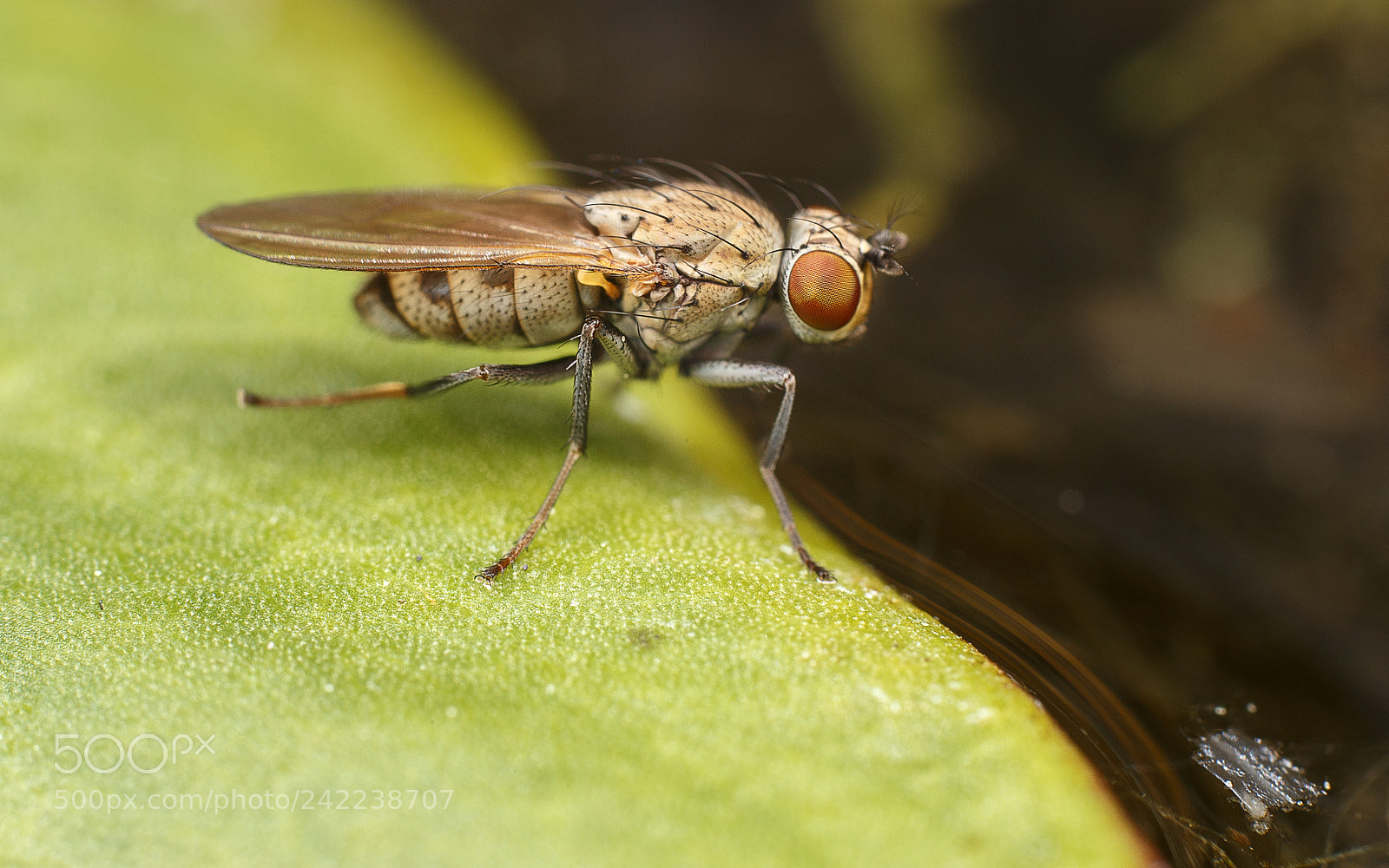 Canon EOS 6D sample photo. Diptera photography