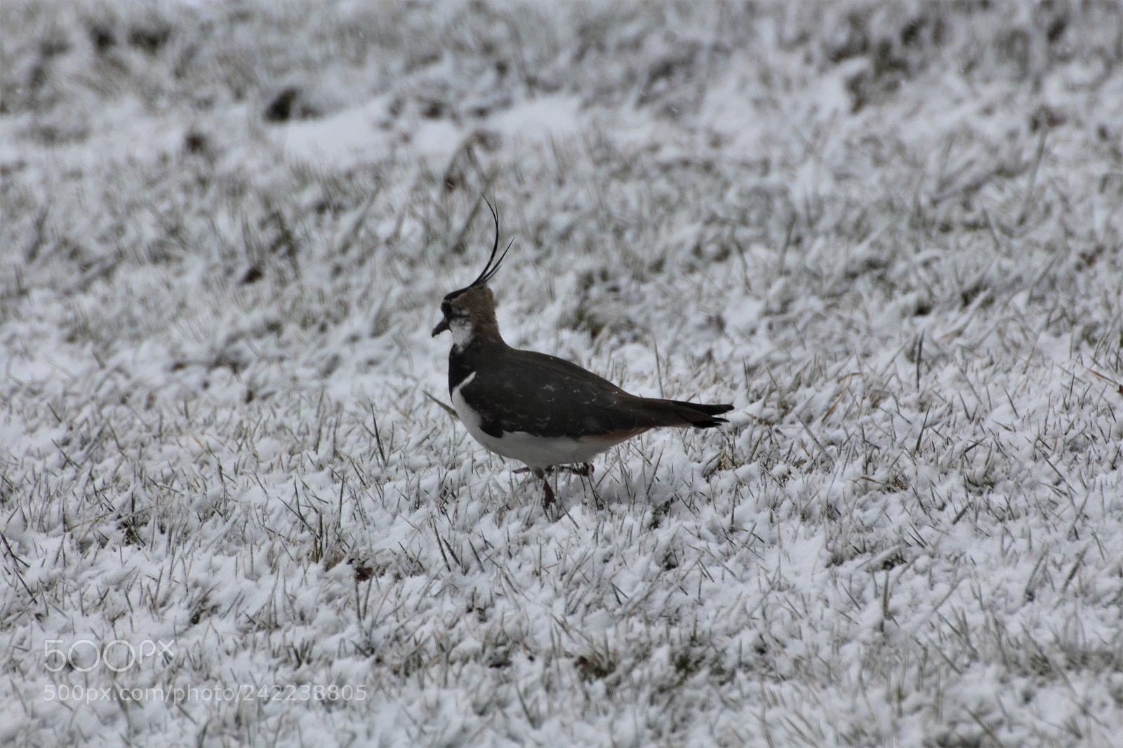 Canon EOS 650D (EOS Rebel T4i / EOS Kiss X6i) sample photo. Winter in the moor photography