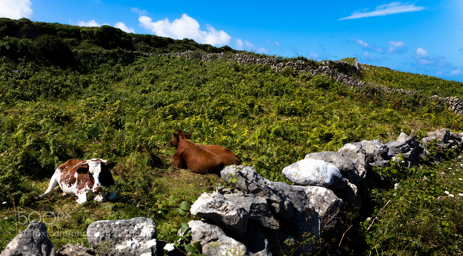 Canon EOS 5DS R sample photo. Cow in inishmore photography