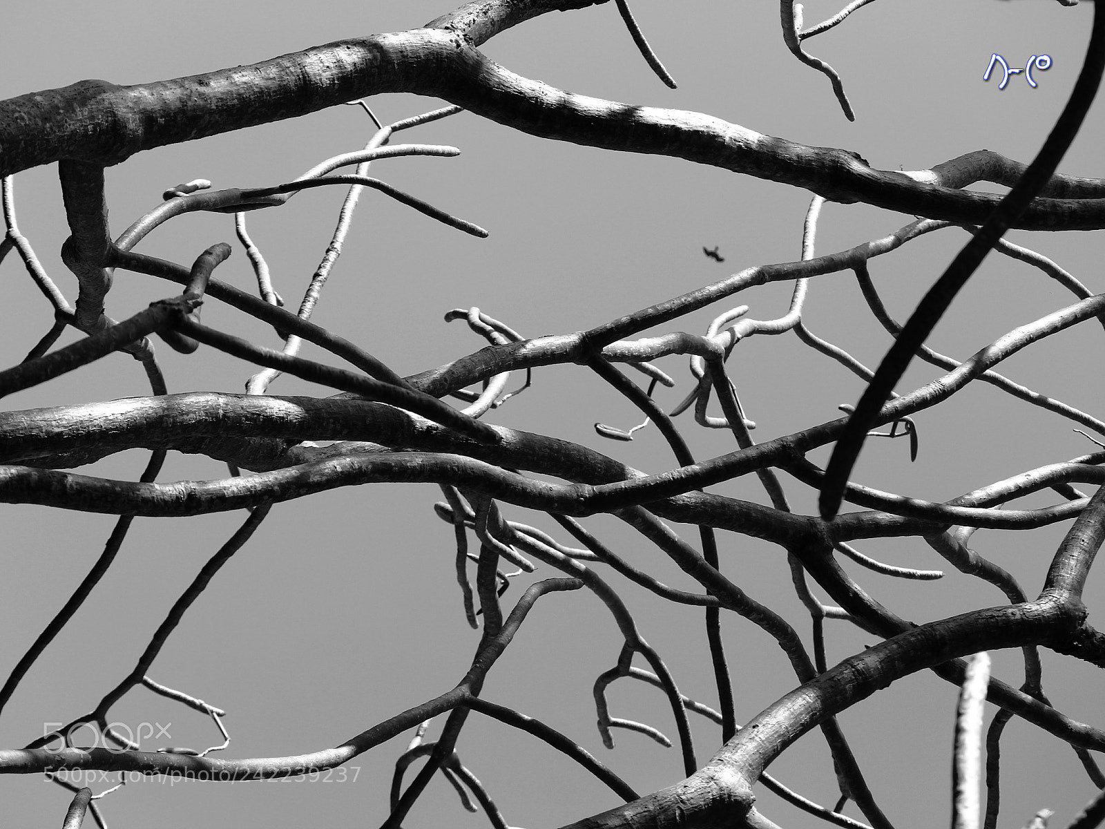Canon EOS M10 sample photo. Abstract flight photography