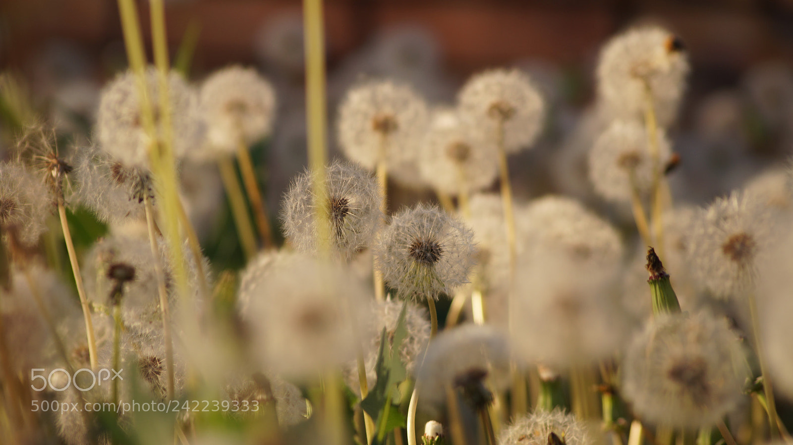Sony SLT-A58 sample photo. Untitled photography