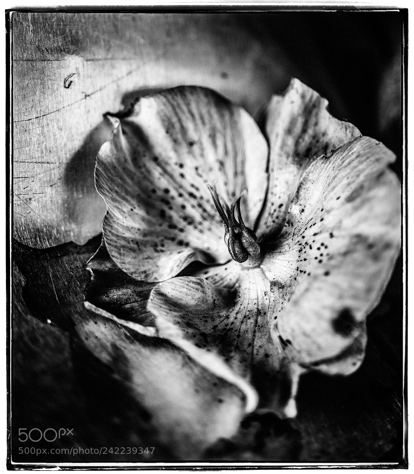 Sony a7 sample photo. Wintry hellebore blossom photography