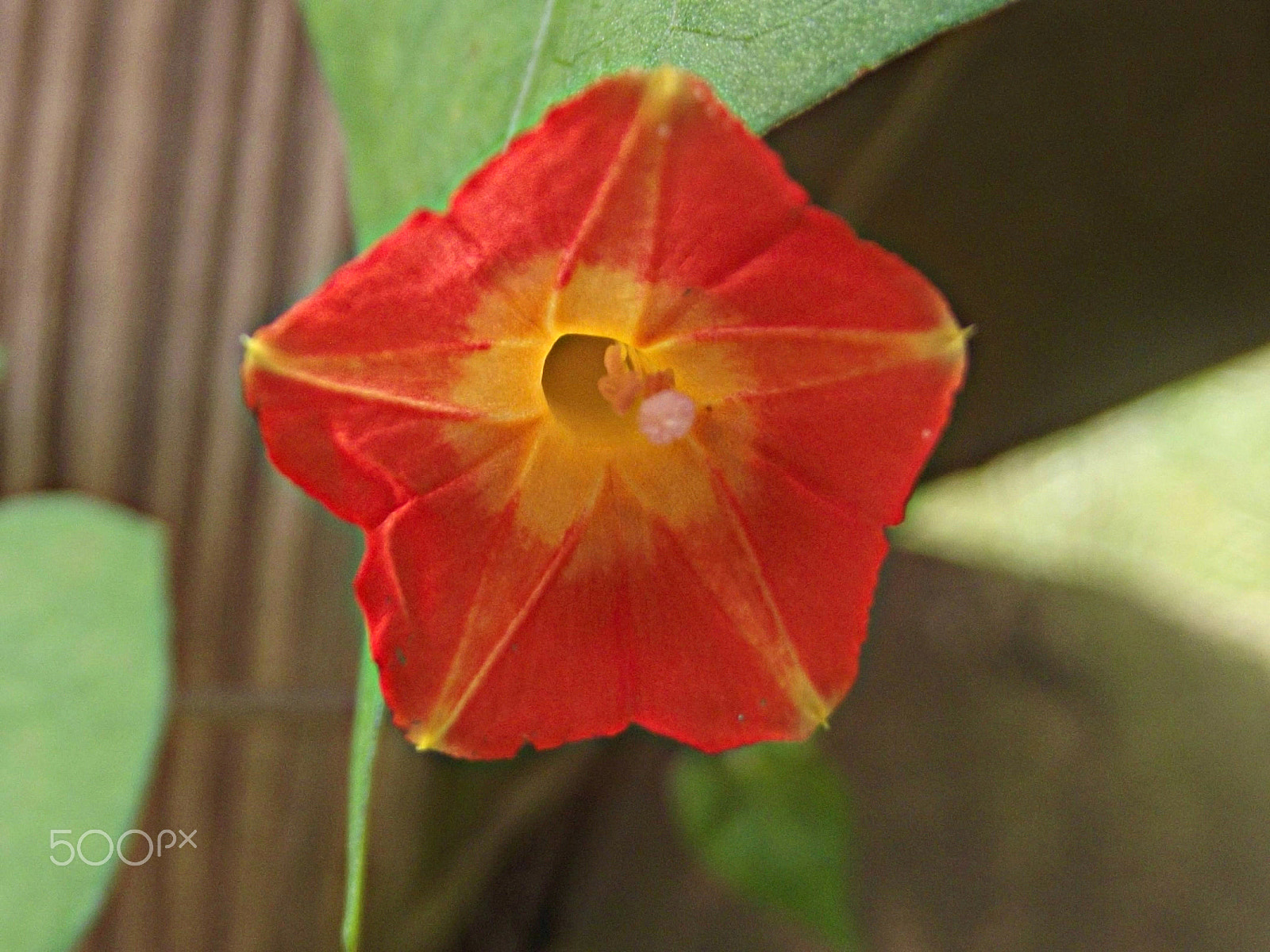 FujiFilm FinePix S2950 (FinePix S2990) sample photo. Hummingbird flower photography