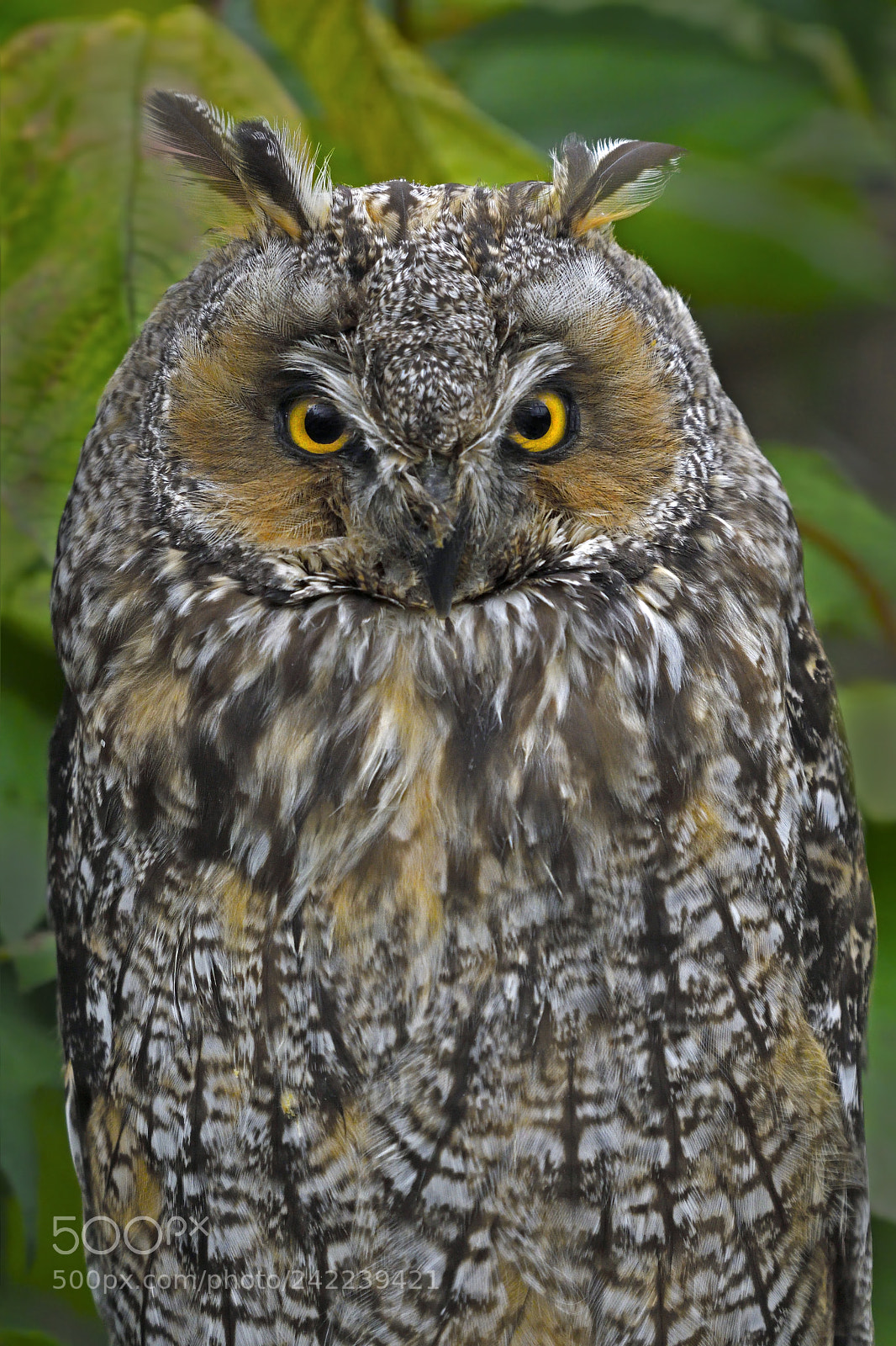 Nikon D500 sample photo. Standby photography