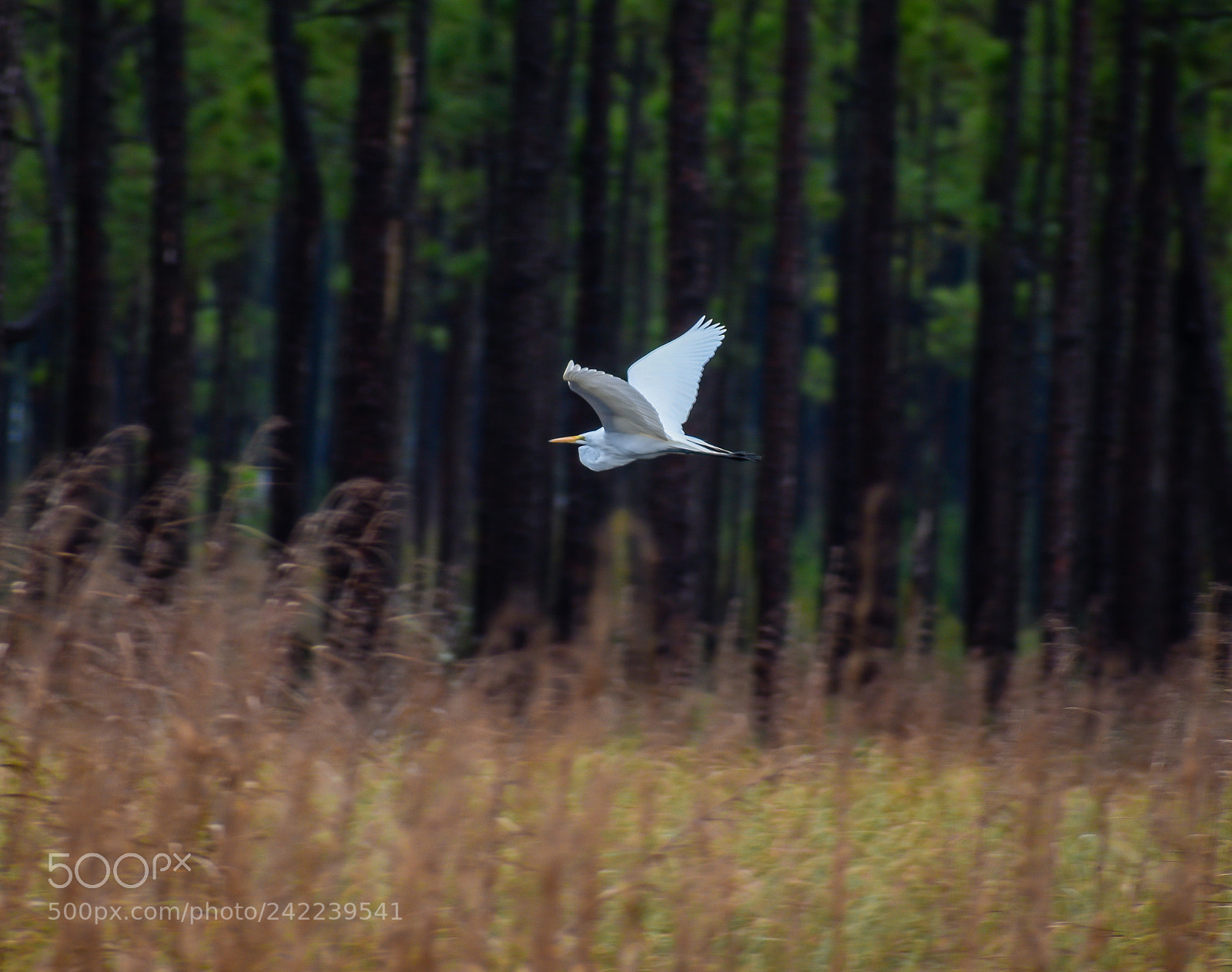 Nikon D3400 sample photo. Flying away photography