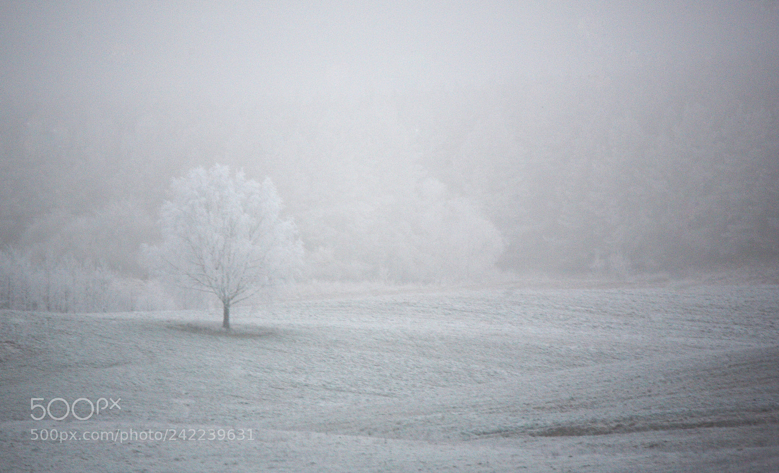 Canon EOS 5D sample photo. Whiteout photography