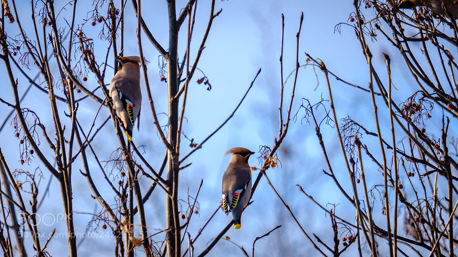 Fujifilm X-T2 sample photo. Sitting on the branches photography