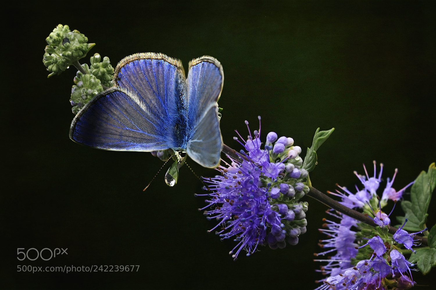 Canon EOS 40D sample photo. Dreams in blue photography