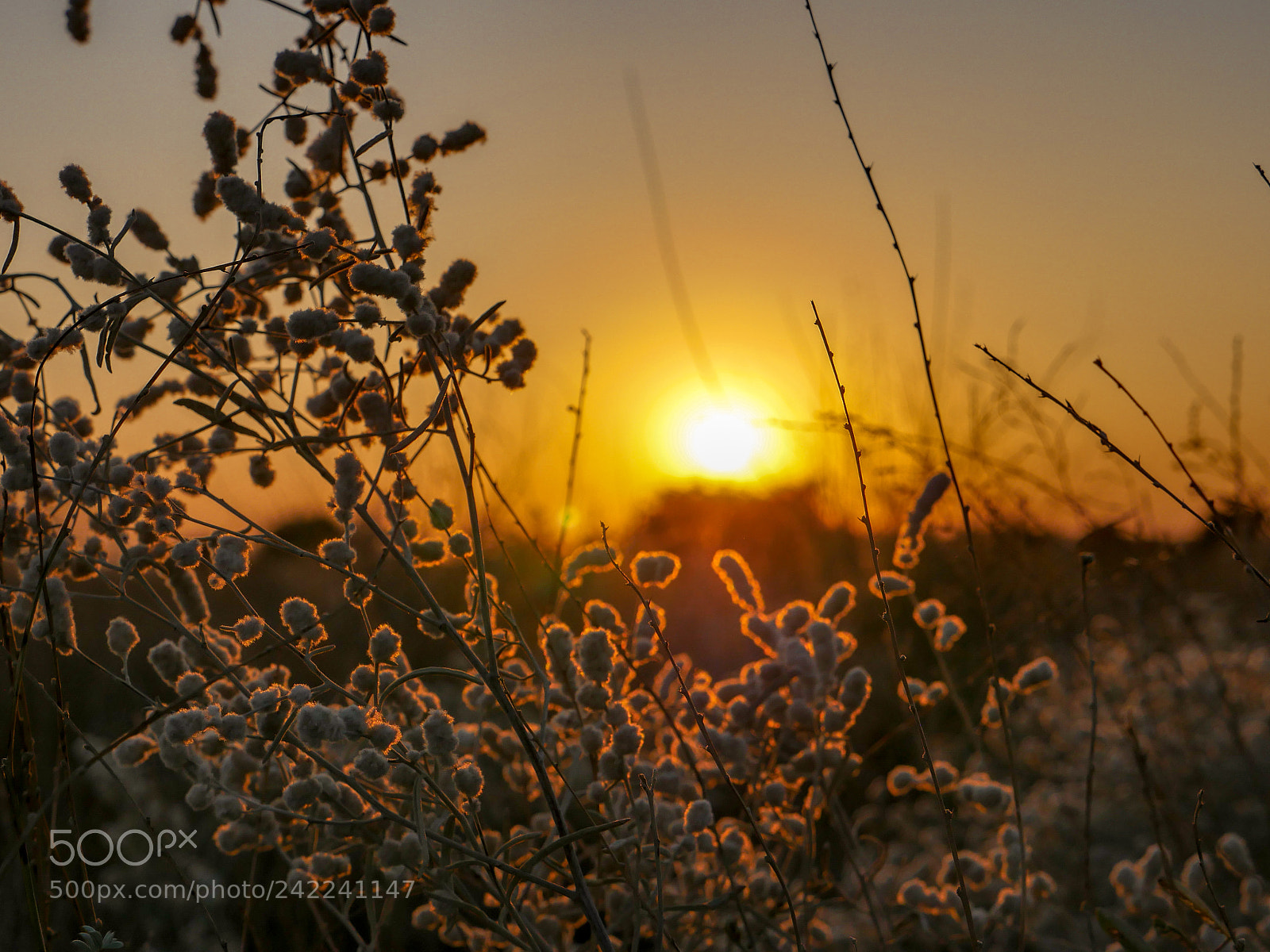 Panasonic Lumix DMC-GH4 sample photo. Untitled photography