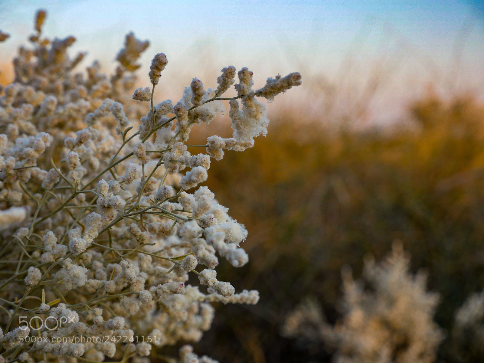 Panasonic Lumix DMC-GH4 sample photo. Untitled photography
