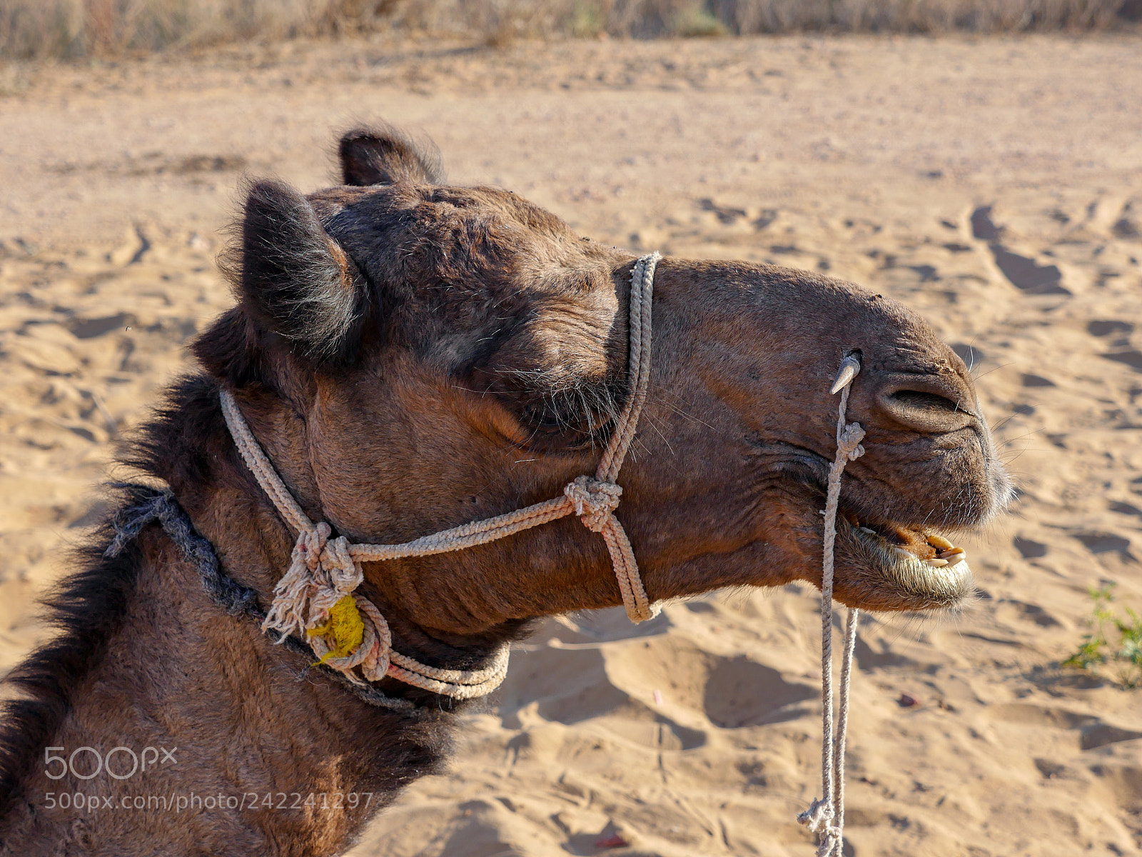 Panasonic Lumix DMC-GH4 sample photo. Untitled photography