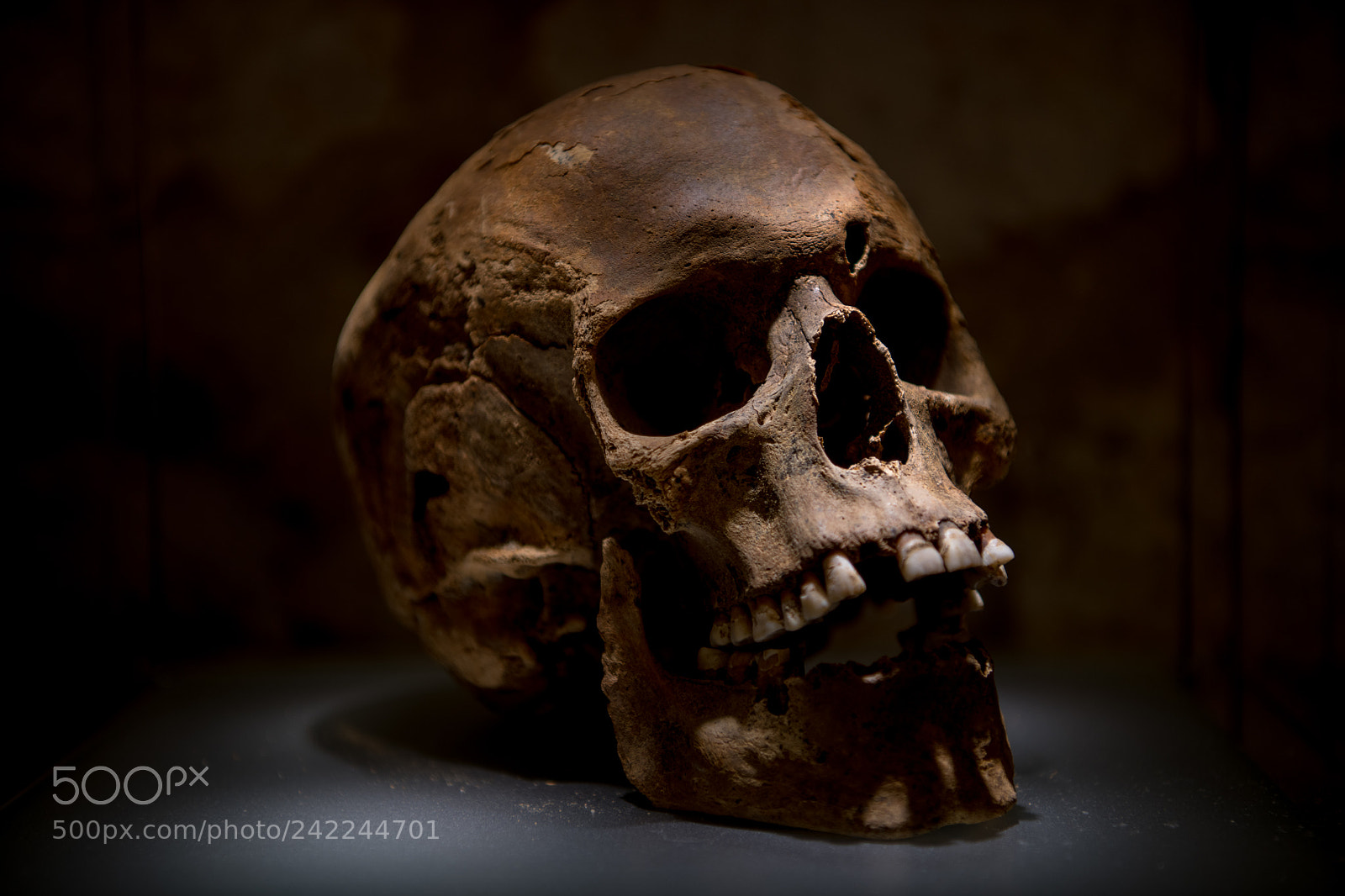 Nikon D850 sample photo. Skull photography