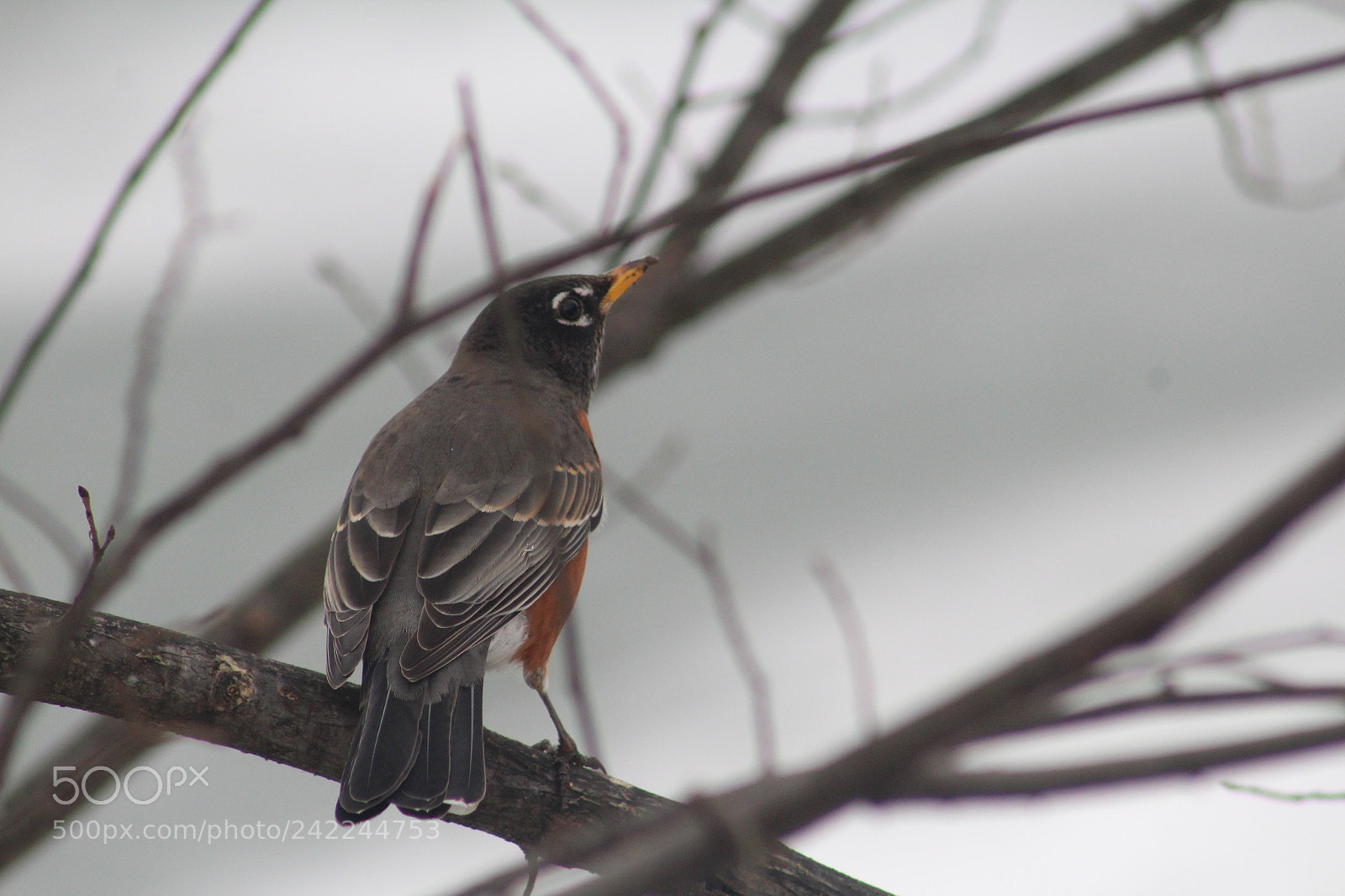 Canon EOS 1300D (EOS Rebel T6 / EOS Kiss X80) + EF75-300mm f/4-5.6 sample photo. A red robin in photography
