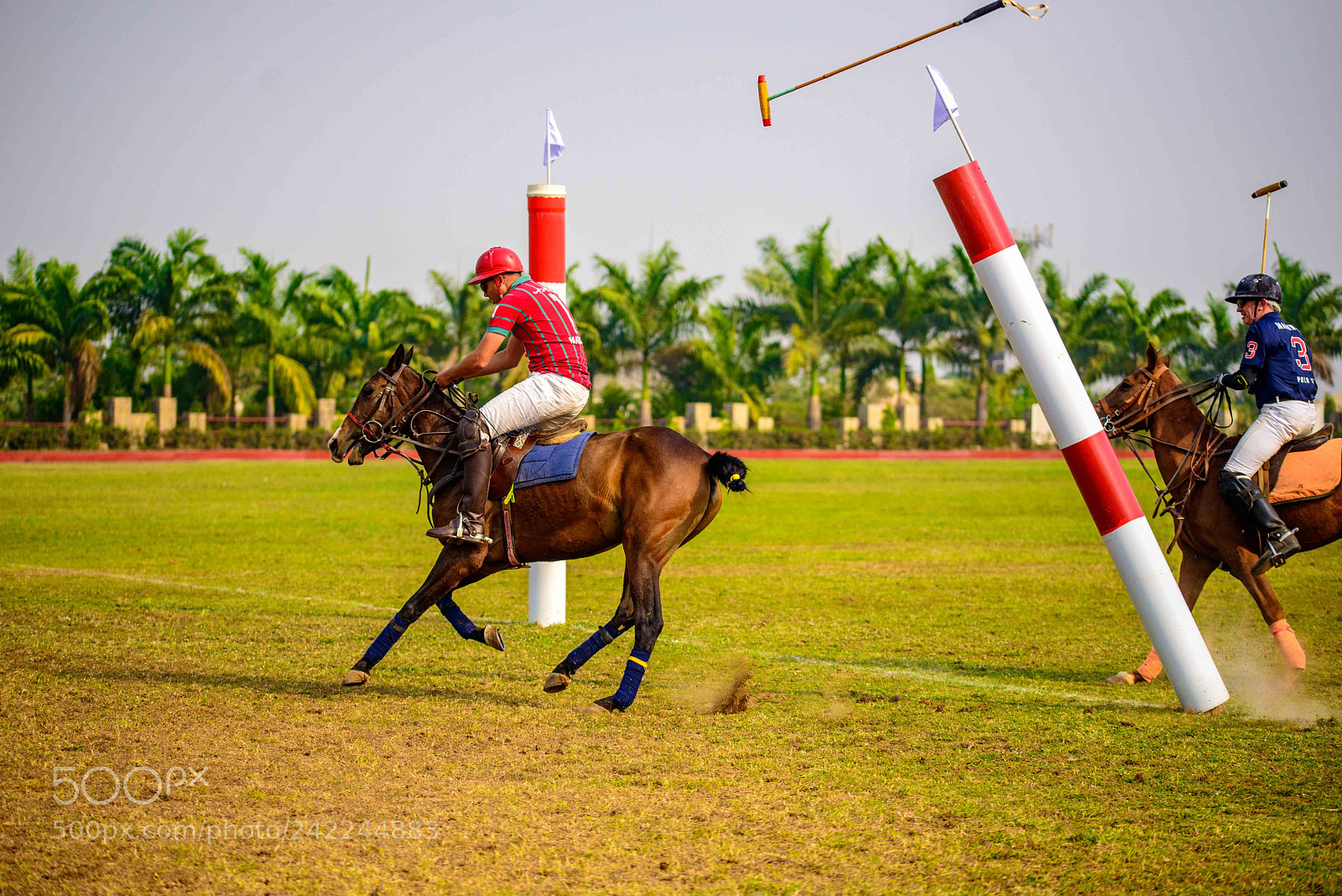 Nikon D800 sample photo. 1212 photography