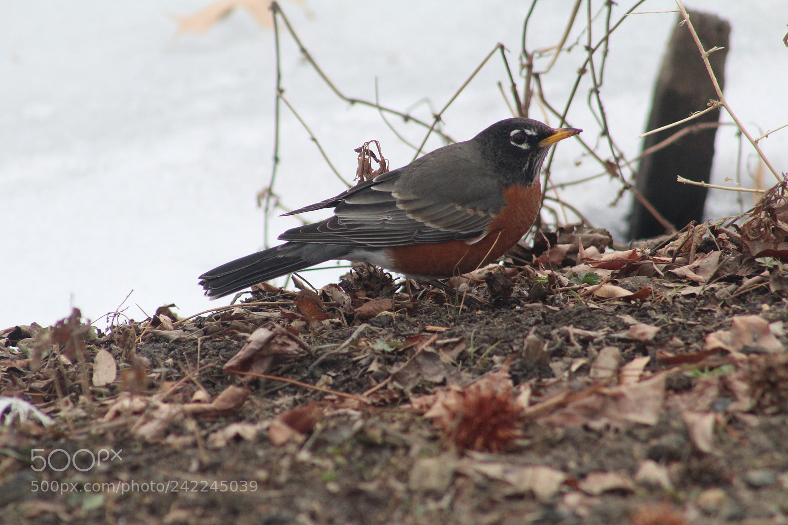 Canon EOS 1300D (EOS Rebel T6 / EOS Kiss X80) + EF75-300mm f/4-5.6 sample photo. A robin photography