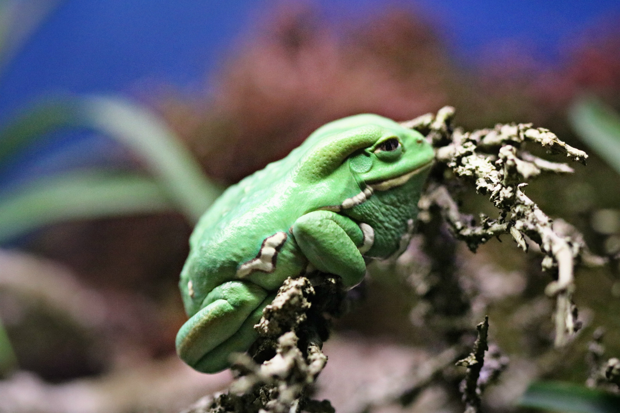 Canon EF 100mm F2.8 Macro USM sample photo. Froggy life photography