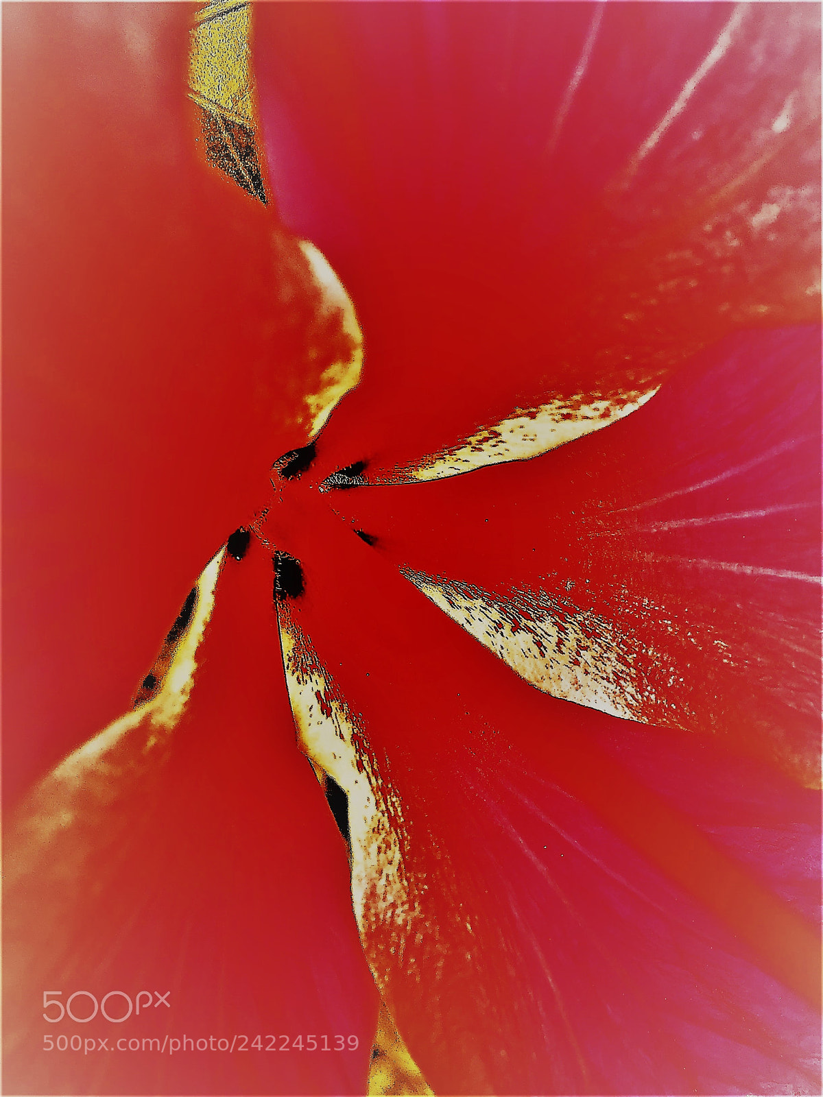 Apple iPhone 6 Plus sample photo. Hibiscus abstract study {i} photography