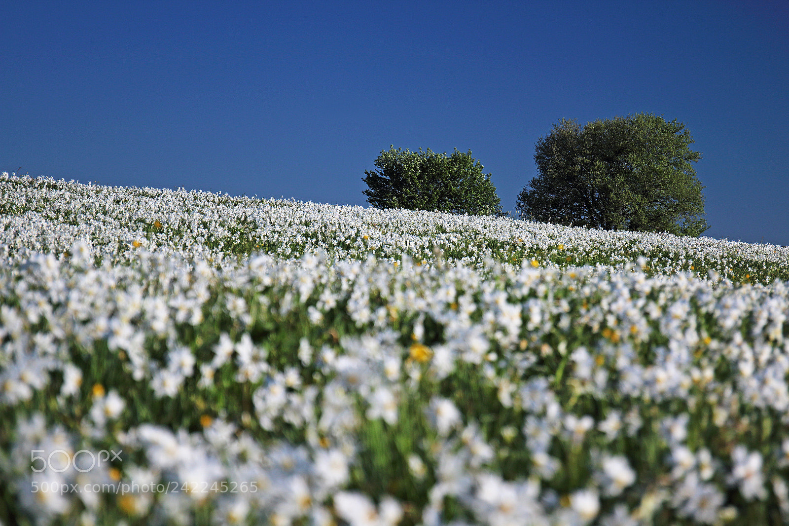 Canon EOS 1200D (EOS Rebel T5 / EOS Kiss X70 / EOS Hi) sample photo. Deux arbres photography