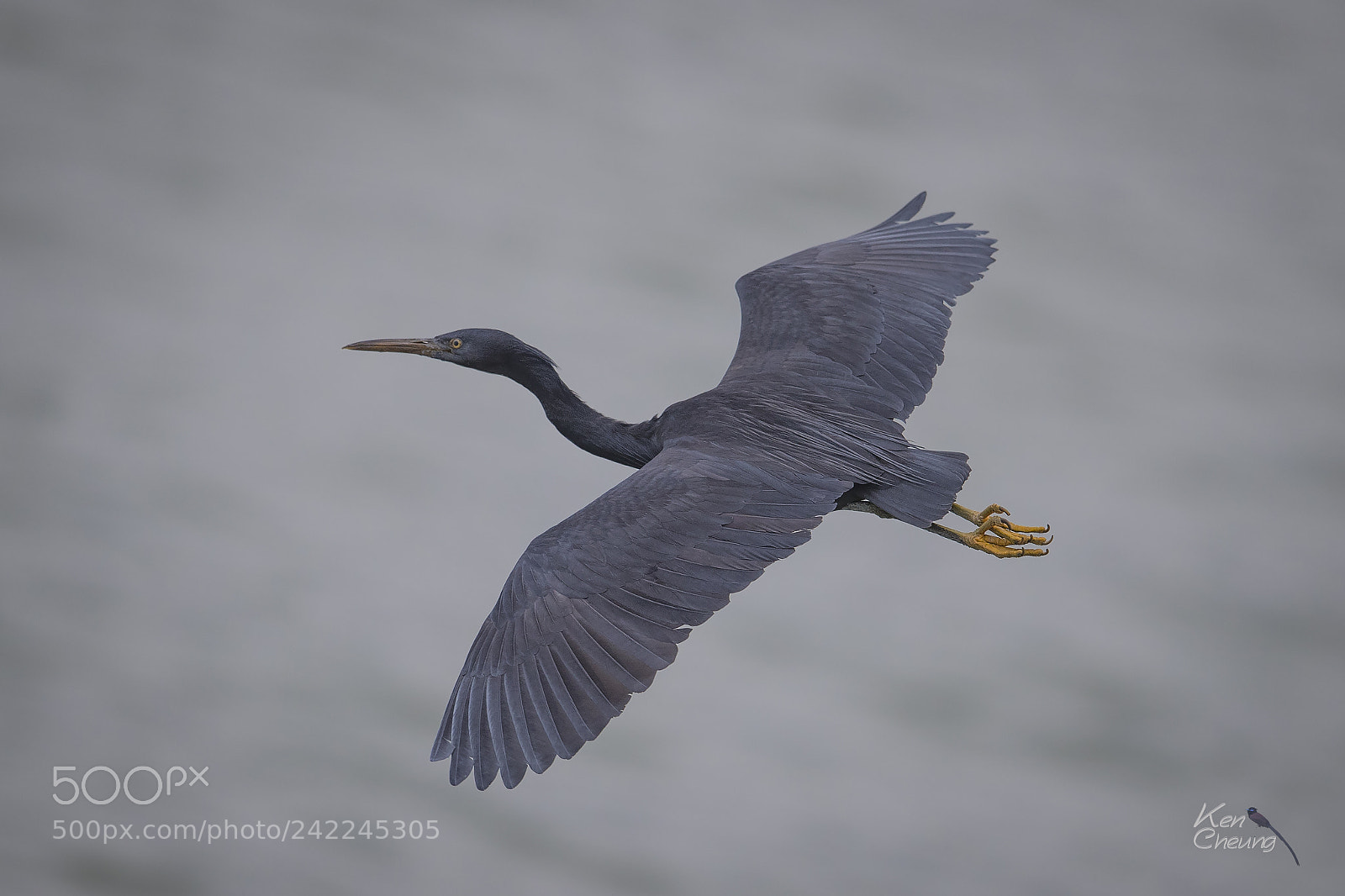 Canon EOS-1D X Mark II sample photo. Egretta sacra photography