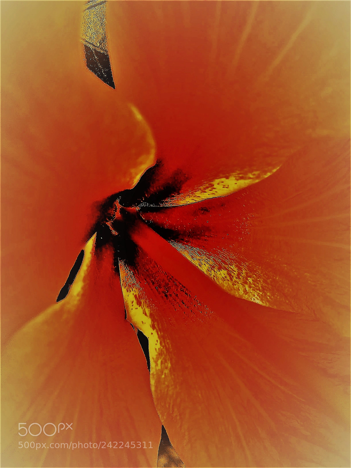 Apple iPhone 6 Plus sample photo. Hibiscus abstract study {ii} photography