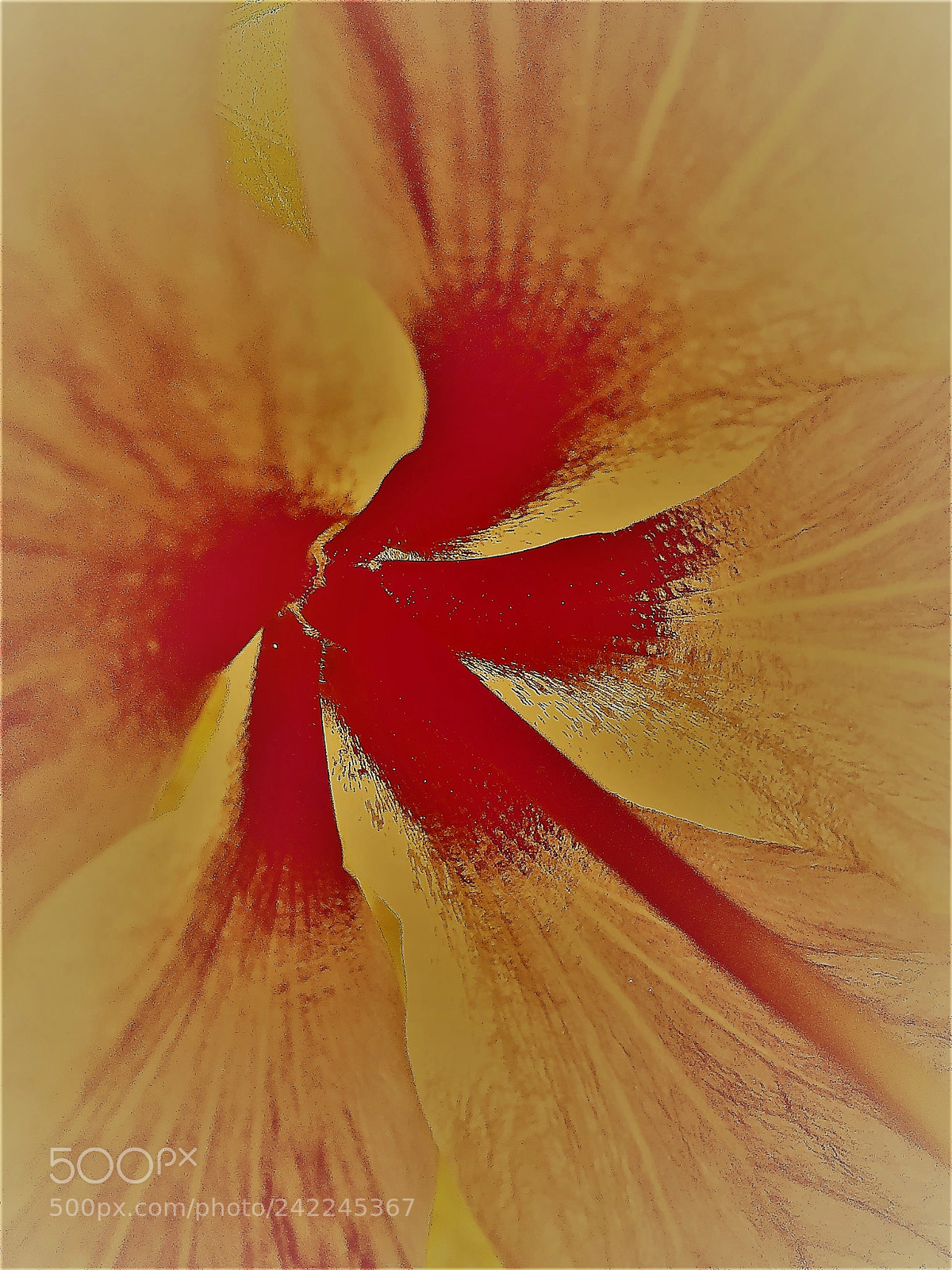 Apple iPhone 6 Plus sample photo. Hibiscus abstract study {iii} photography