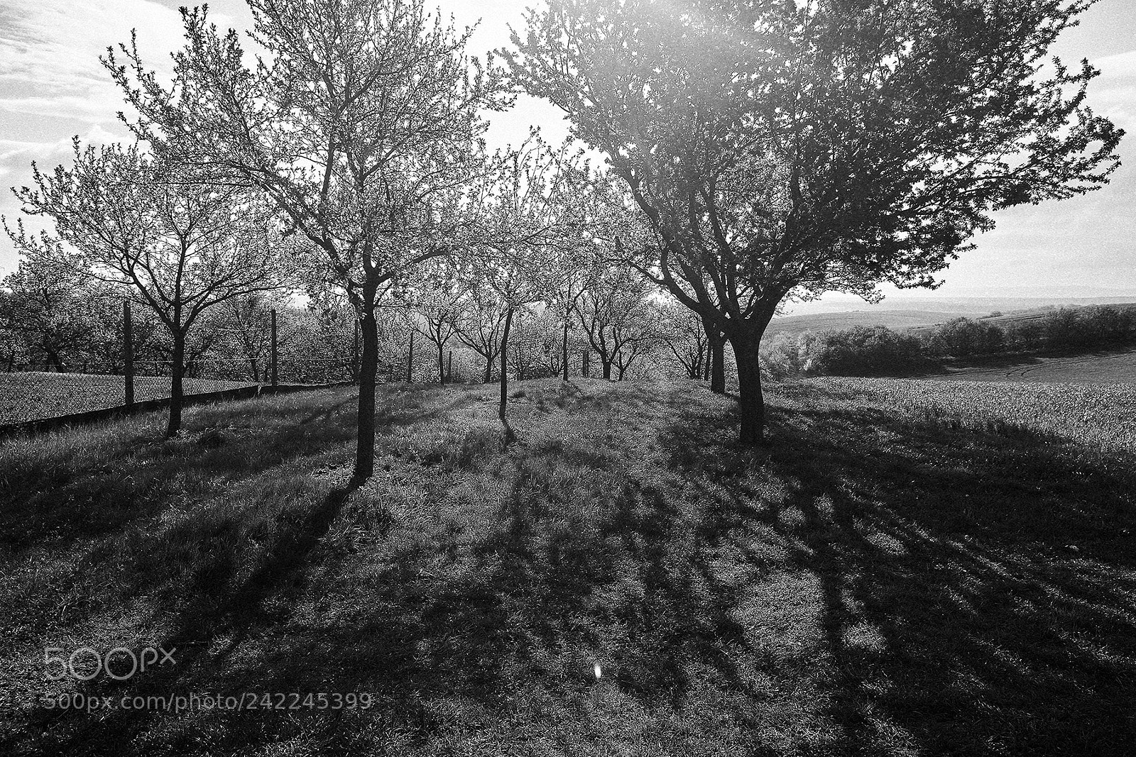 Canon EOS 5D sample photo. Trees photography