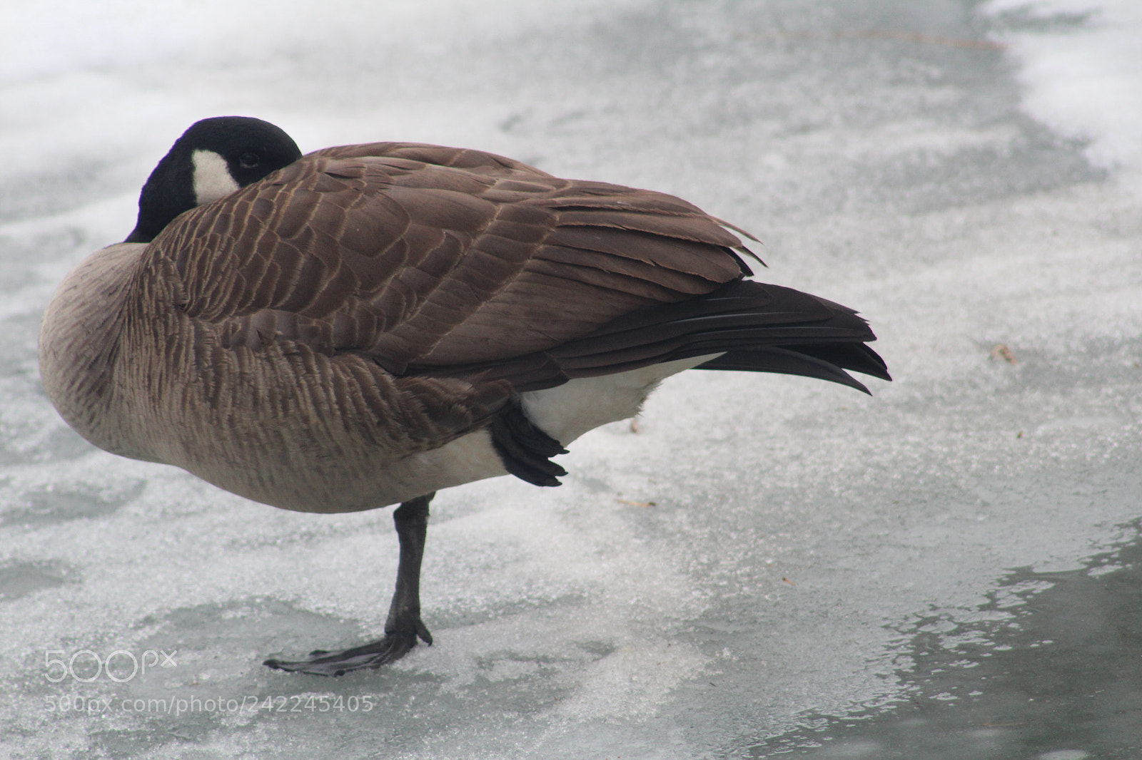 Canon EOS 1300D (EOS Rebel T6 / EOS Kiss X80) + EF75-300mm f/4-5.6 sample photo. Goose resting, standing on photography