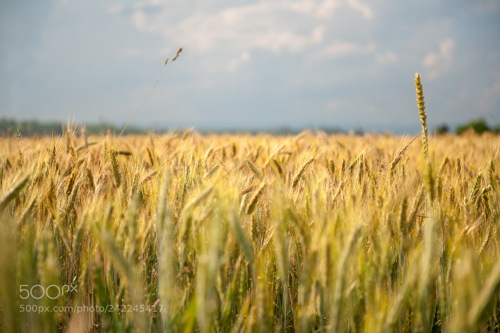 Nikon D700 sample photo. Kornfeld photography