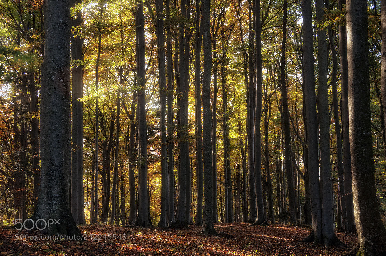 Nikon D90 sample photo. Forest scenes (8) photography