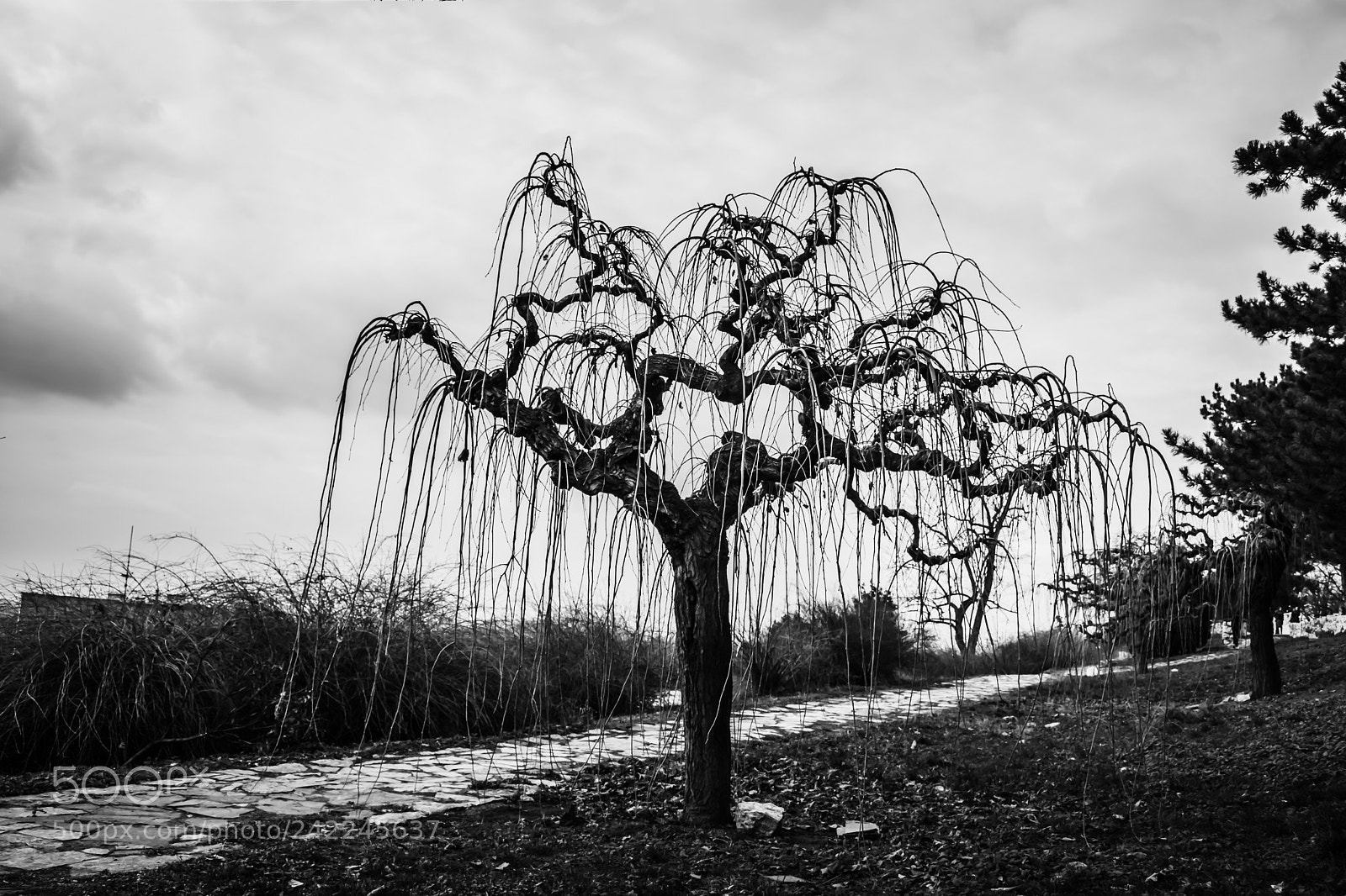 Nikon D7100 sample photo. Tree.. photography
