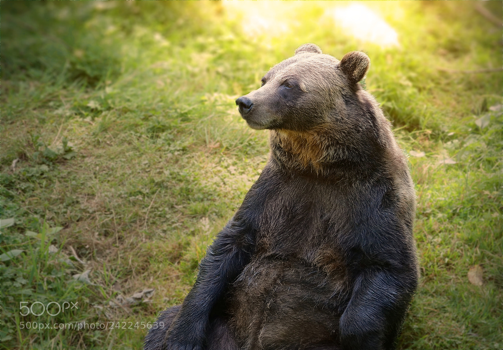 Panasonic Lumix DC-GH5 sample photo. Lazy bear photography