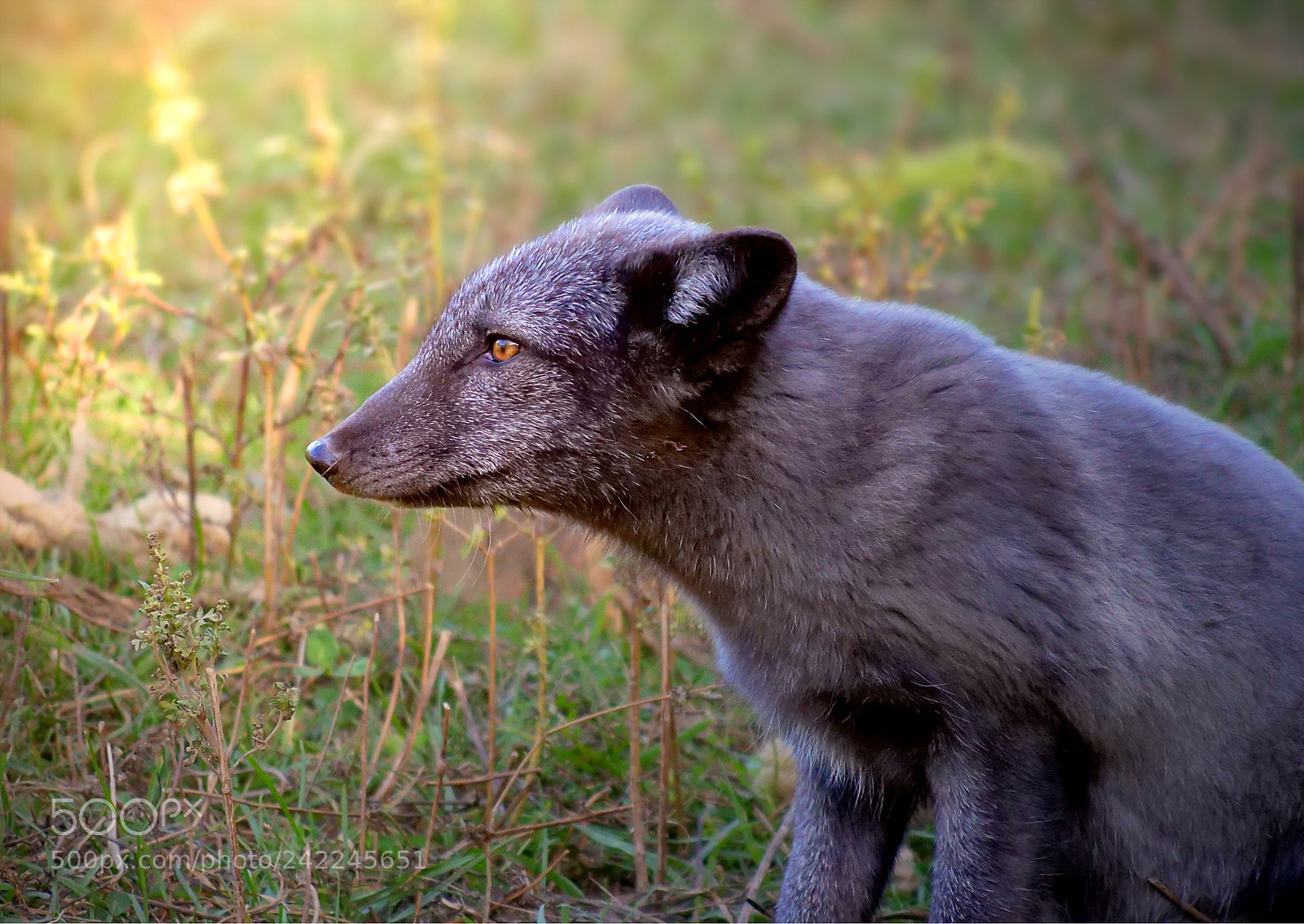 Panasonic Lumix DC-GH5 sample photo. Young arctic fox photography
