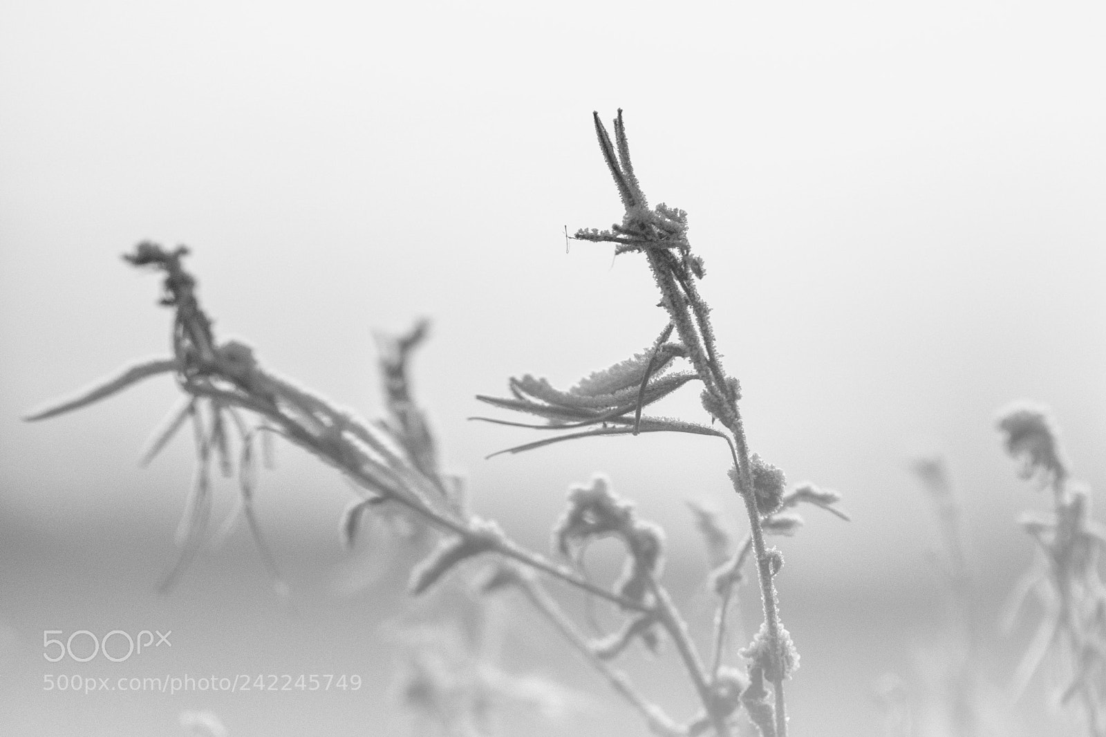 Nikon D7200 sample photo. Eisnebel photography