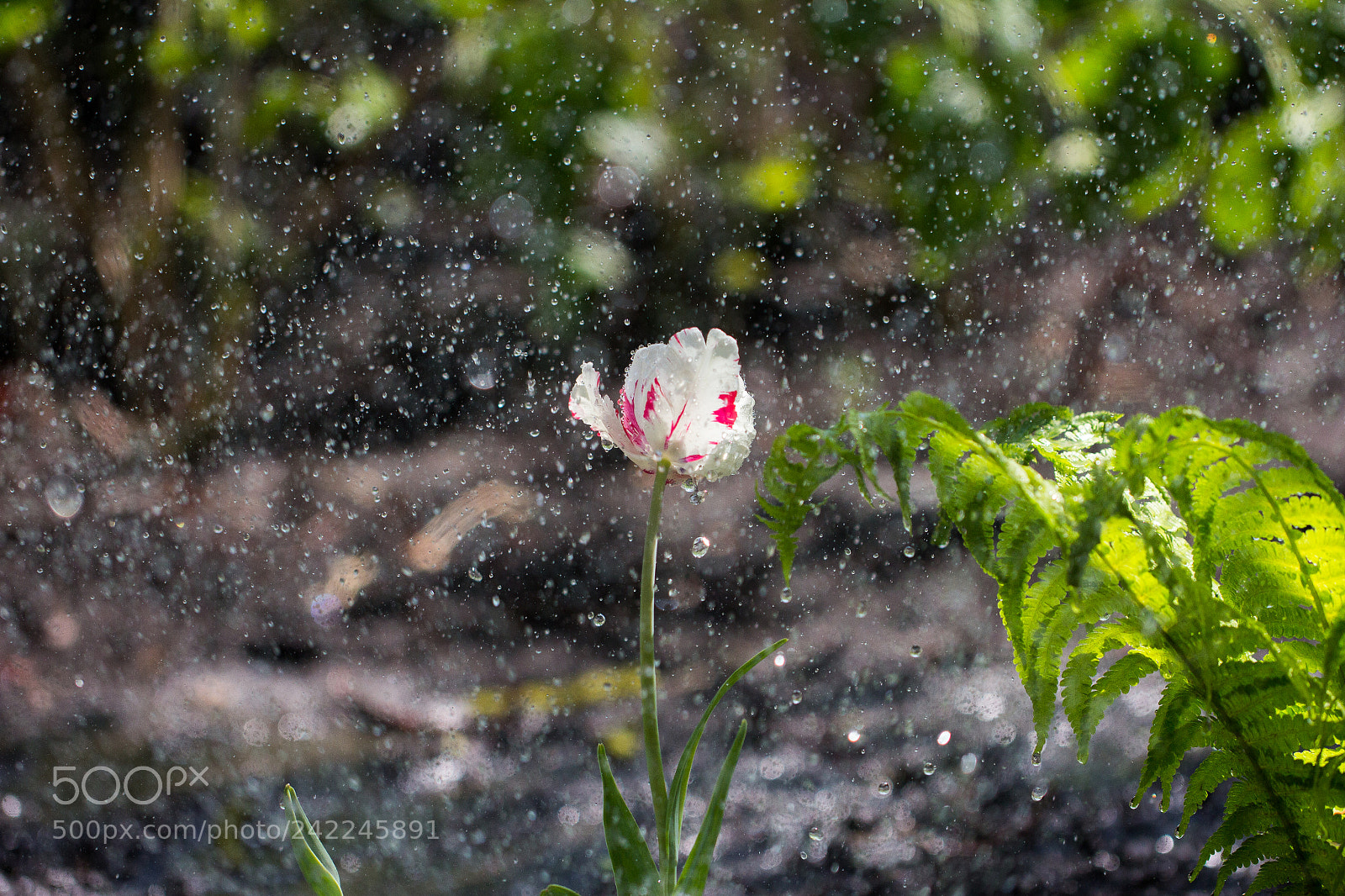 Canon EOS 60D sample photo. Flowers photography