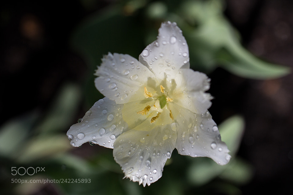 Canon EOS 60D sample photo. Flowers photography