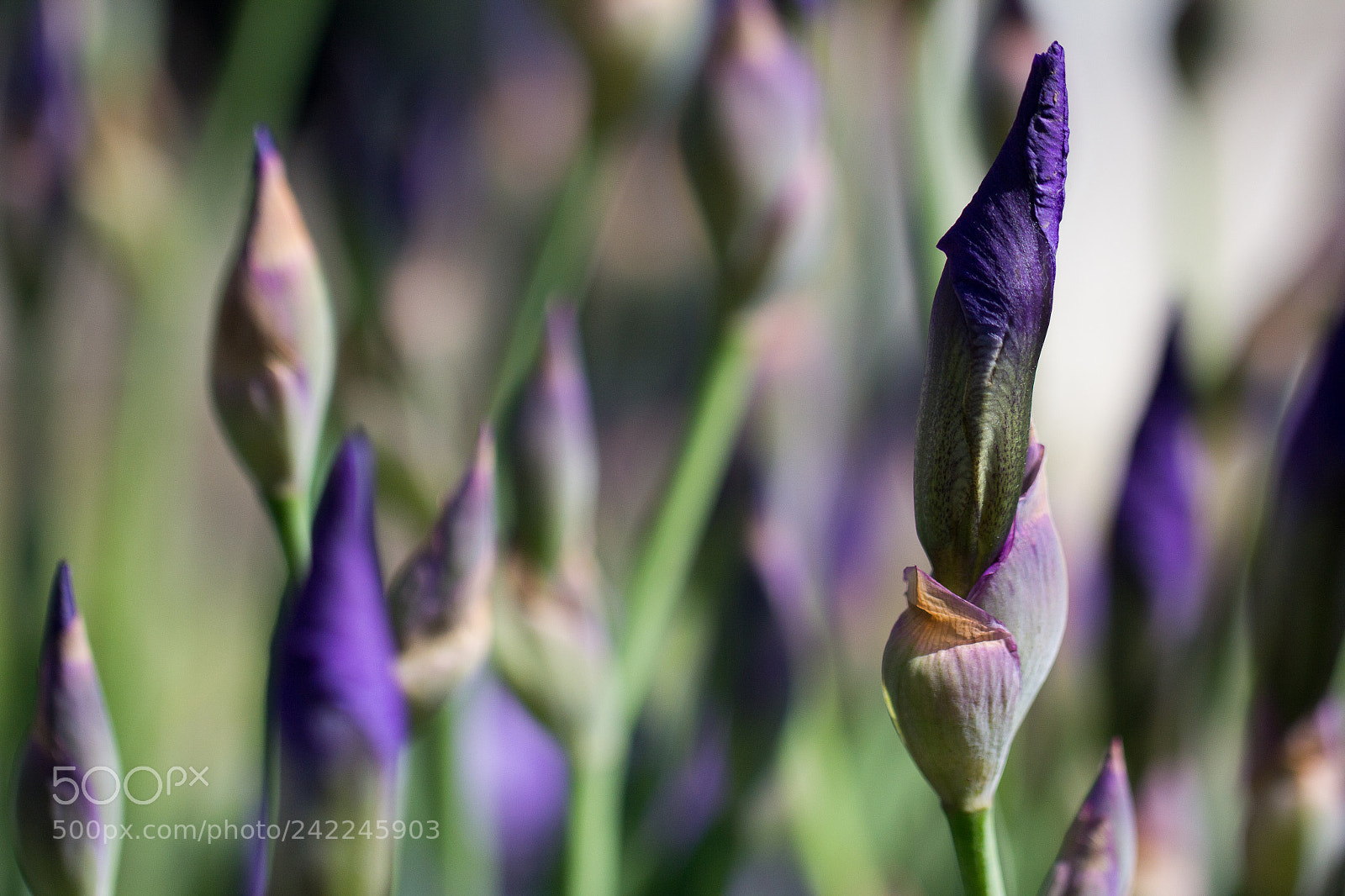 Canon EOS 60D sample photo. Flowers photography
