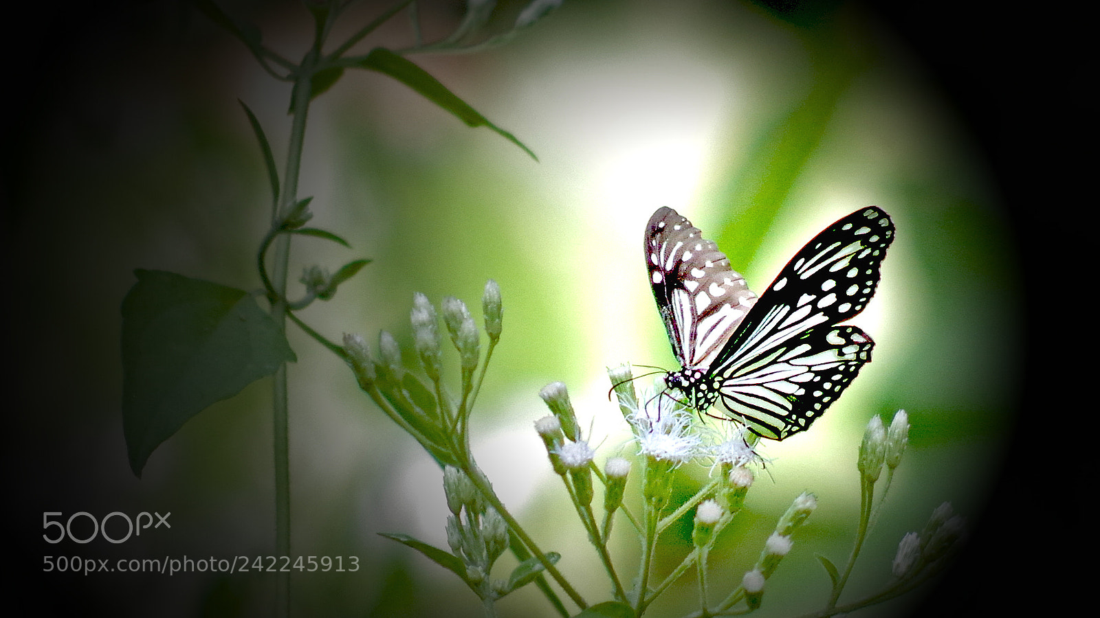 Pentax K-3 sample photo. Butterfly photography