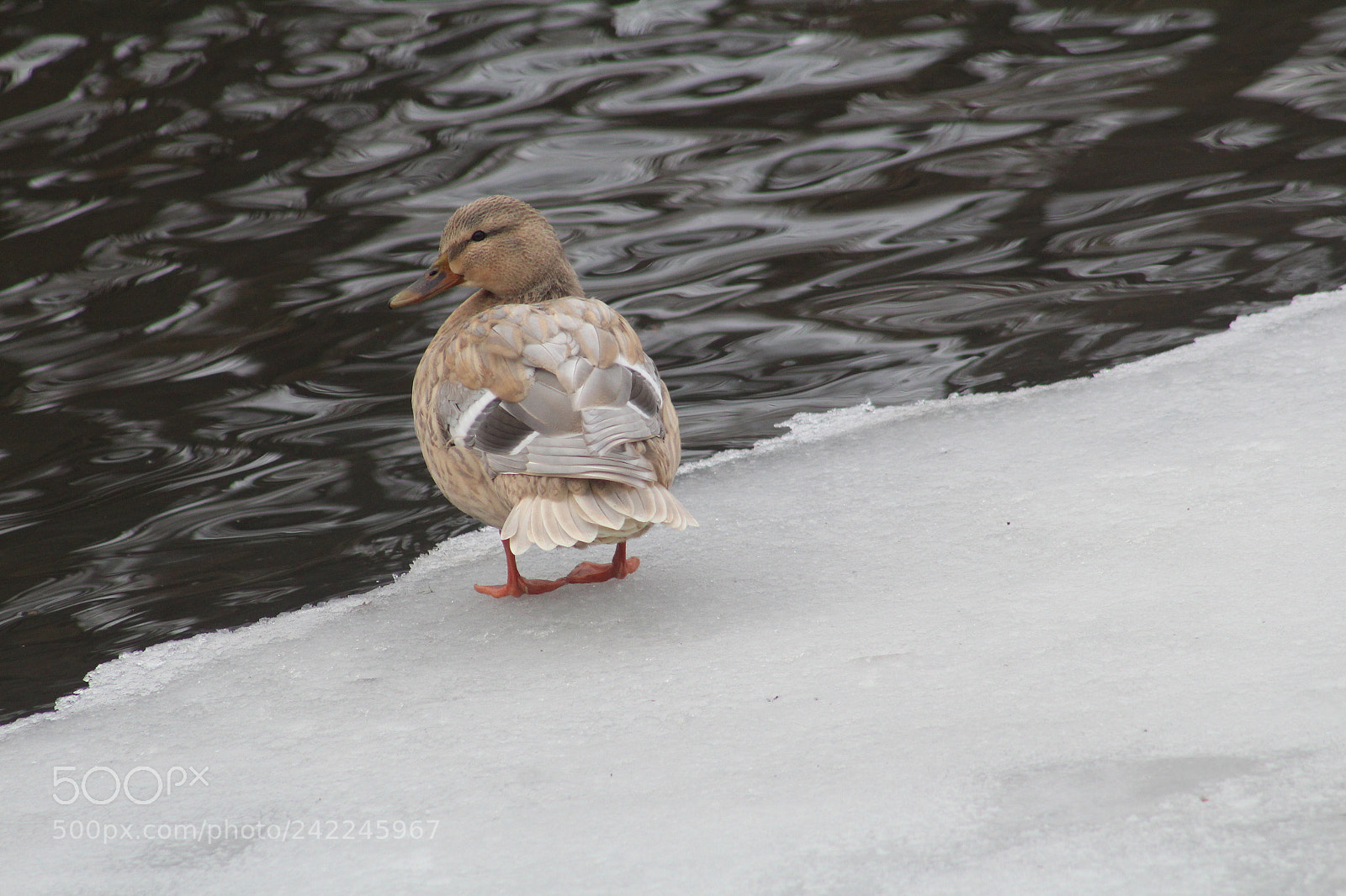 Canon EOS 1300D (EOS Rebel T6 / EOS Kiss X80) + EF75-300mm f/4-5.6 sample photo. A brown duck standing photography