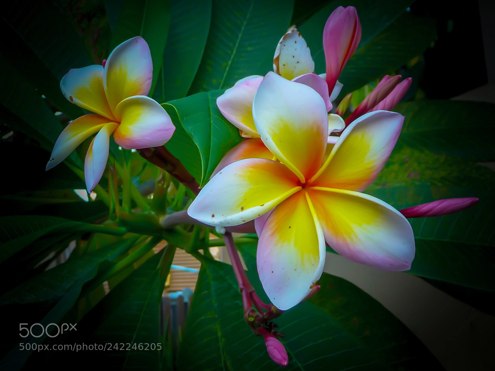 Panasonic Lumix DMC-TZ5 sample photo. Frangipani photography