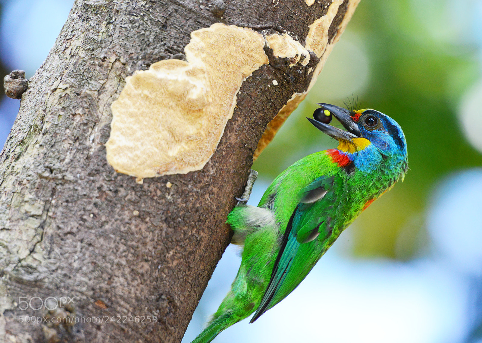 Nikon D800 sample photo. Color bird nesting photography