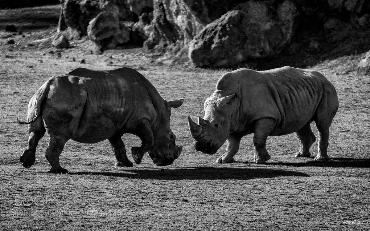 Nikon D600 sample photo. Angry photography